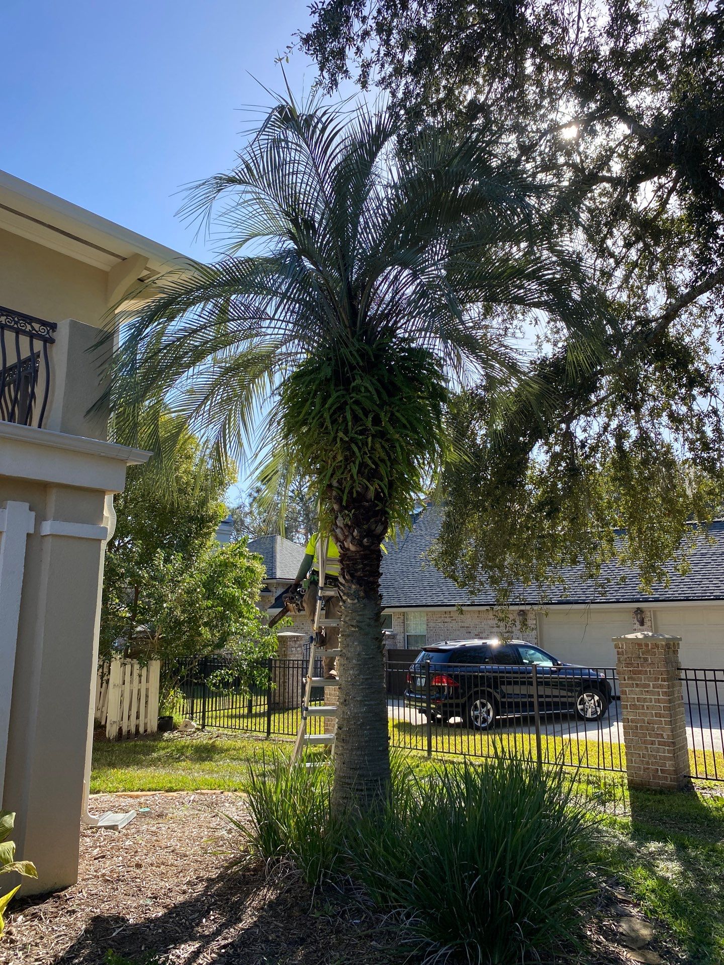 Deerwood Resident | Tree Removal & Palm Trimming by ProGreen Services