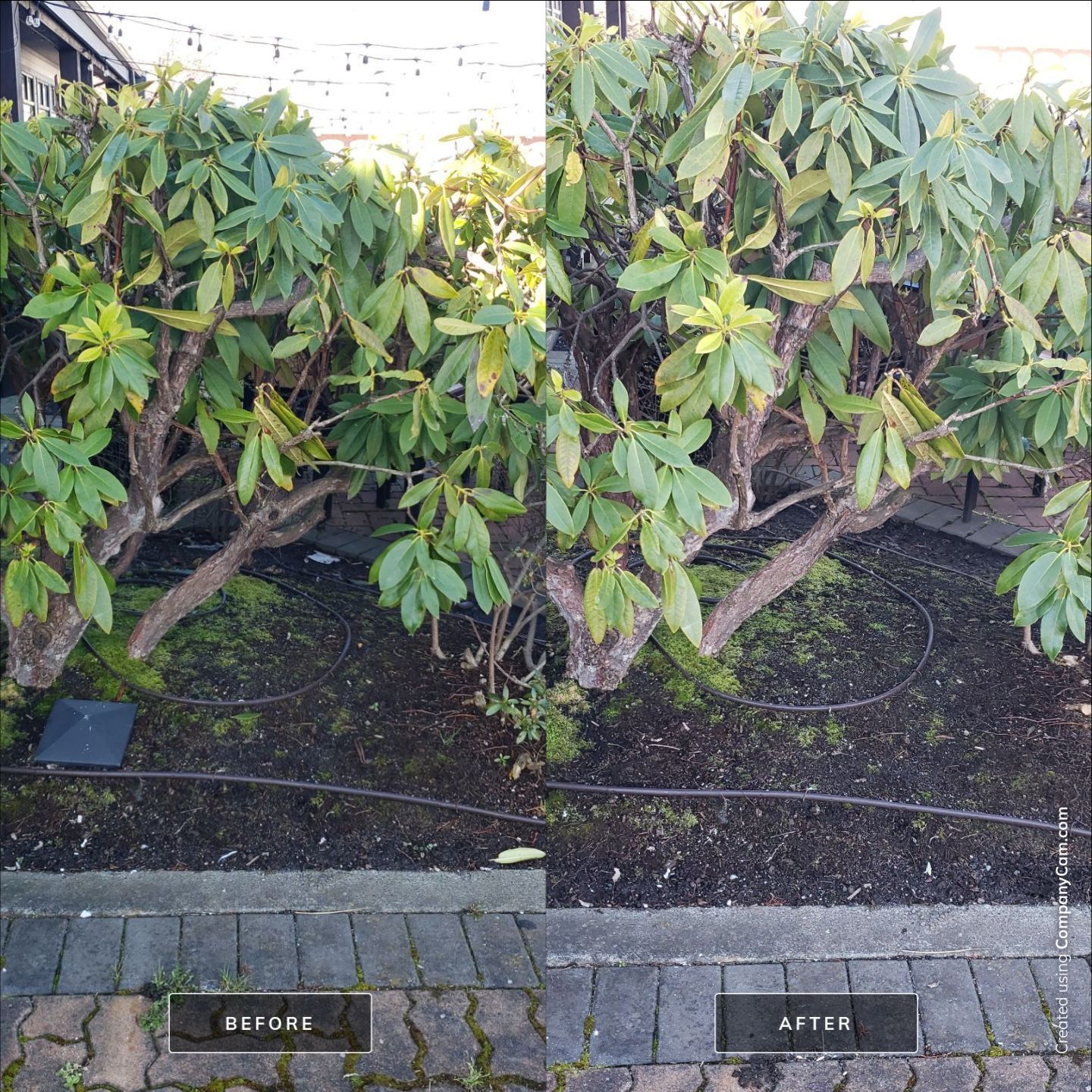 Sidney Pier by Habanero Garden and Exterior Care