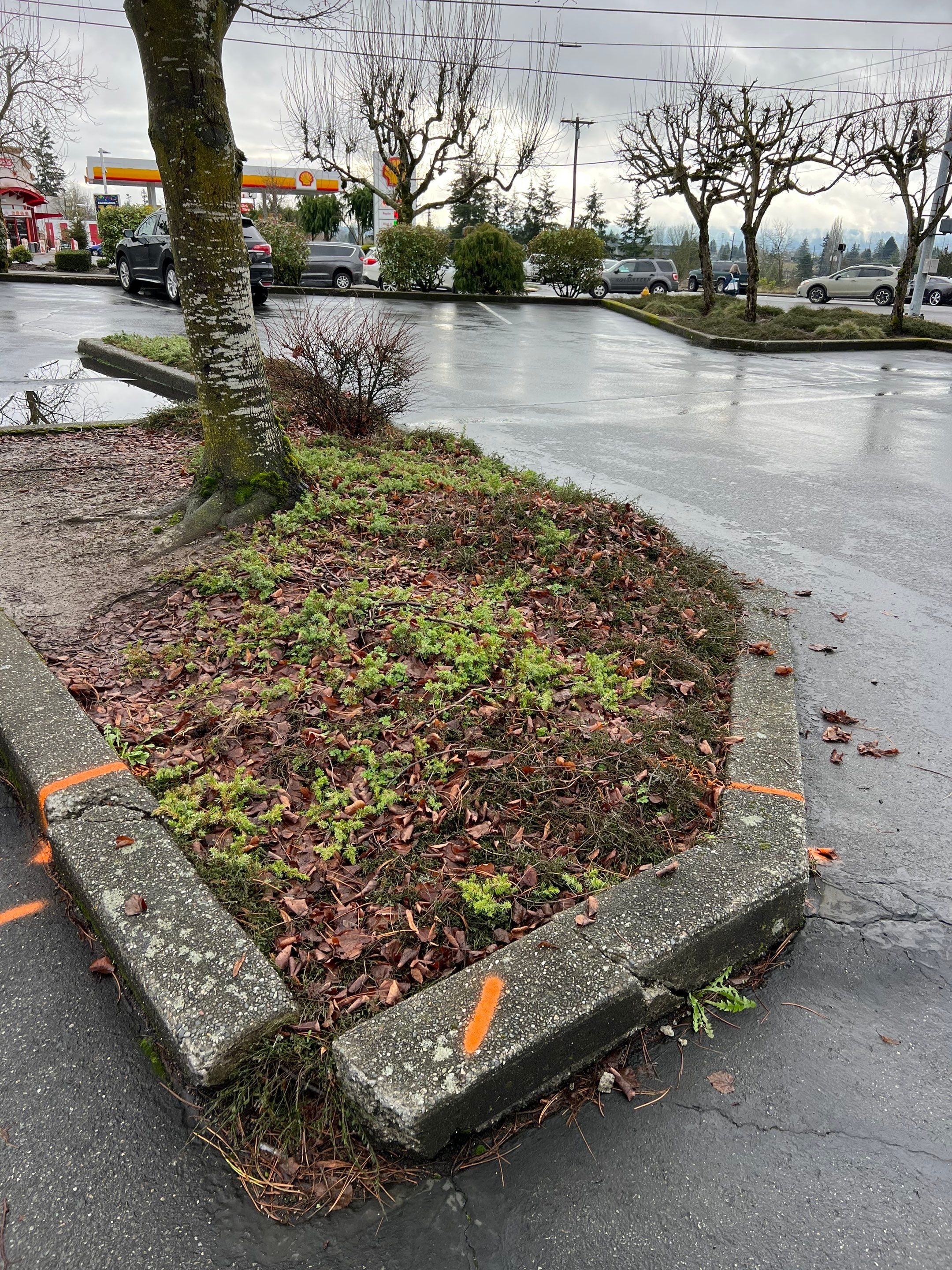 Amanda | Concrete Curb by Jireh Asphalt & Concrete Inc 