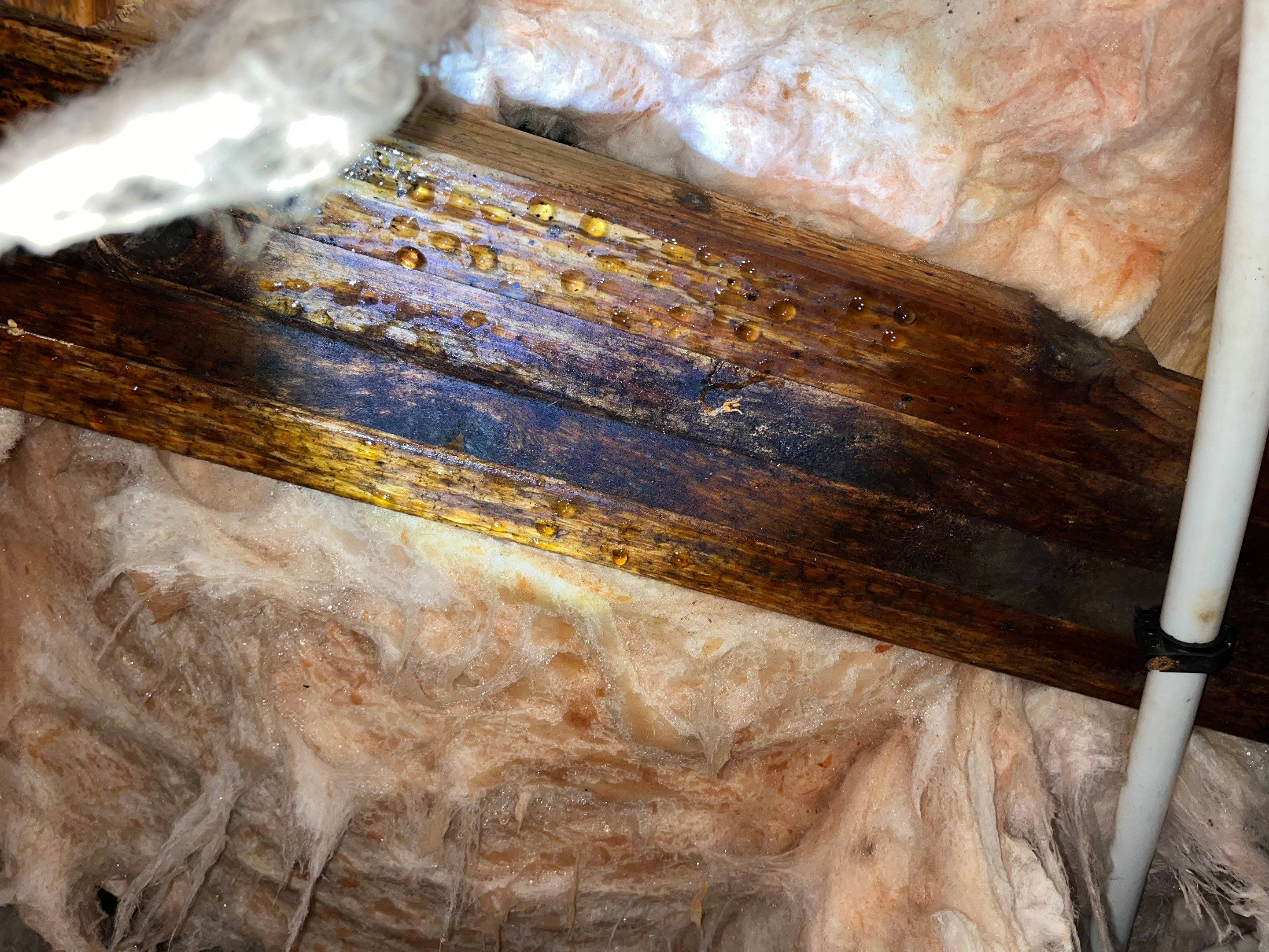 Premium Encapsulation with Bora-Foam using Bora-Foam Insulation by Impact Crawlspace