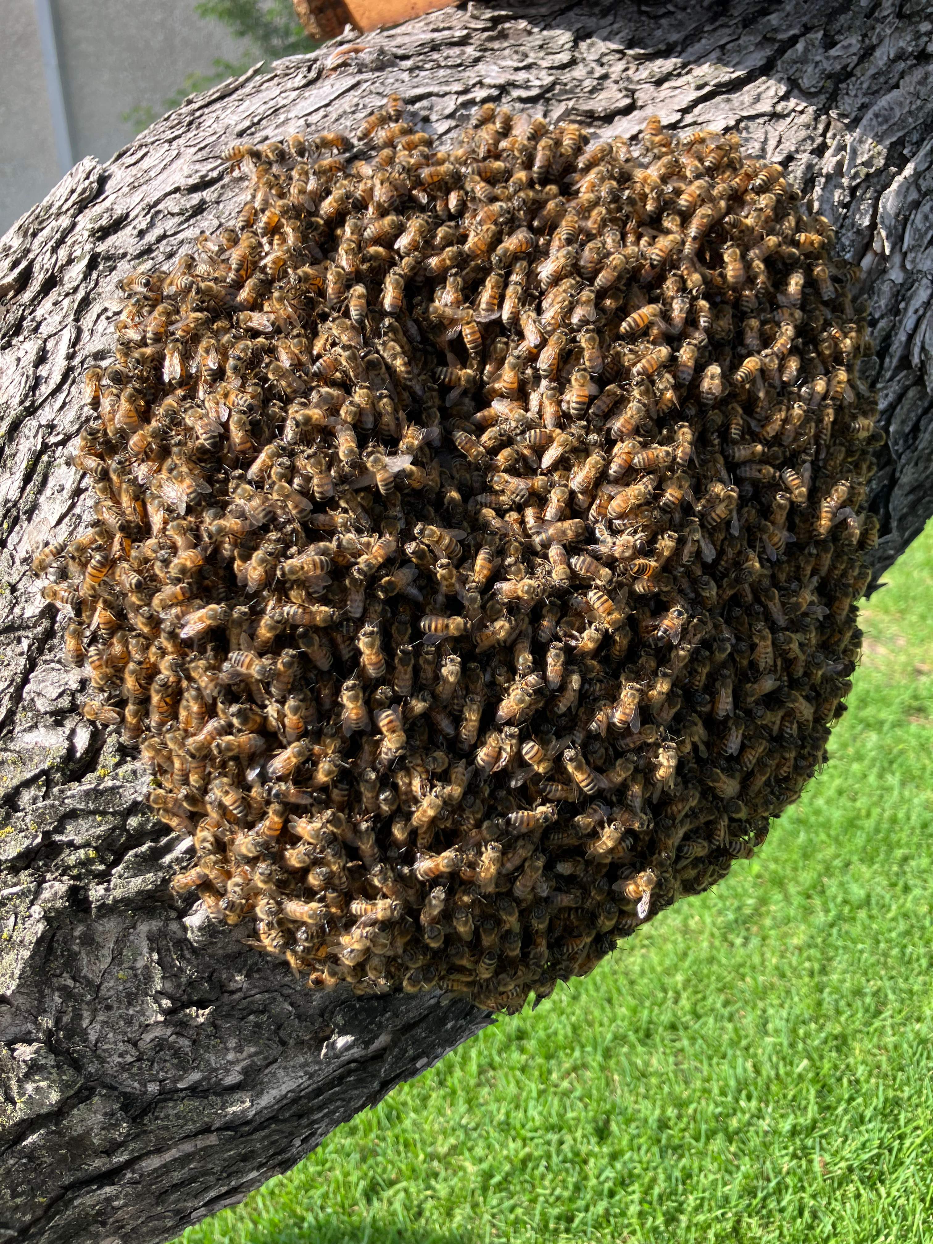 Favorite Tree Job by Rockwall Honey Bee Company