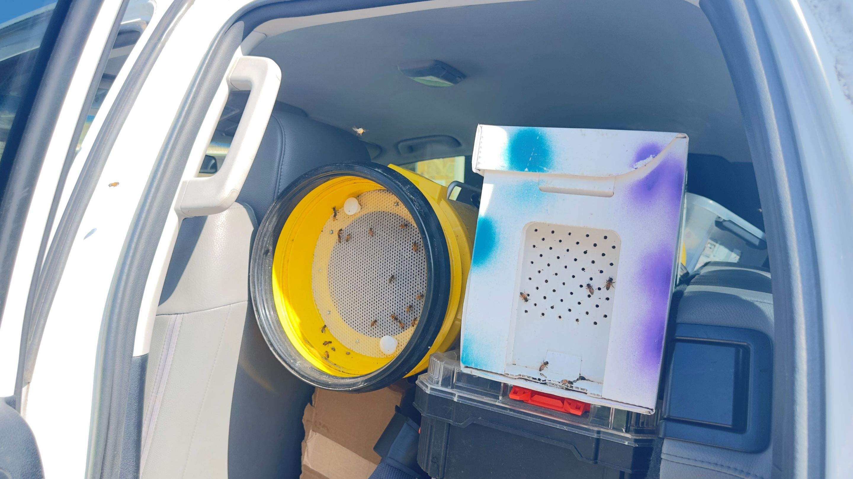 Brick Bees by Rockwall Honey Bee Company