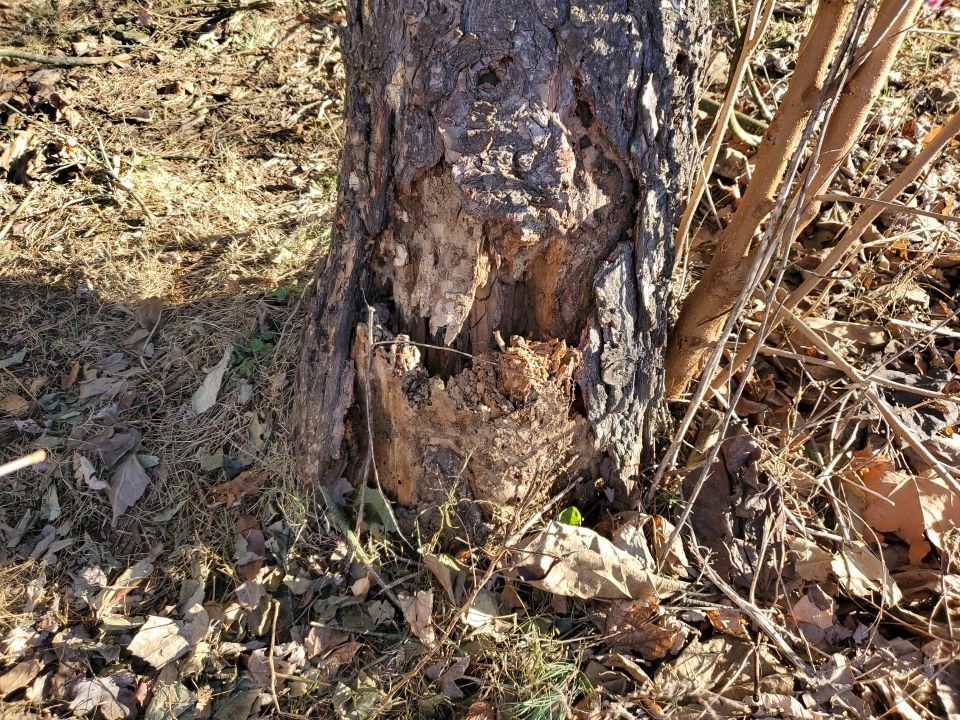 Storm Damaged Tree Removal  using Tree Removal by Mike Jones & Sons Tree Service LLC 