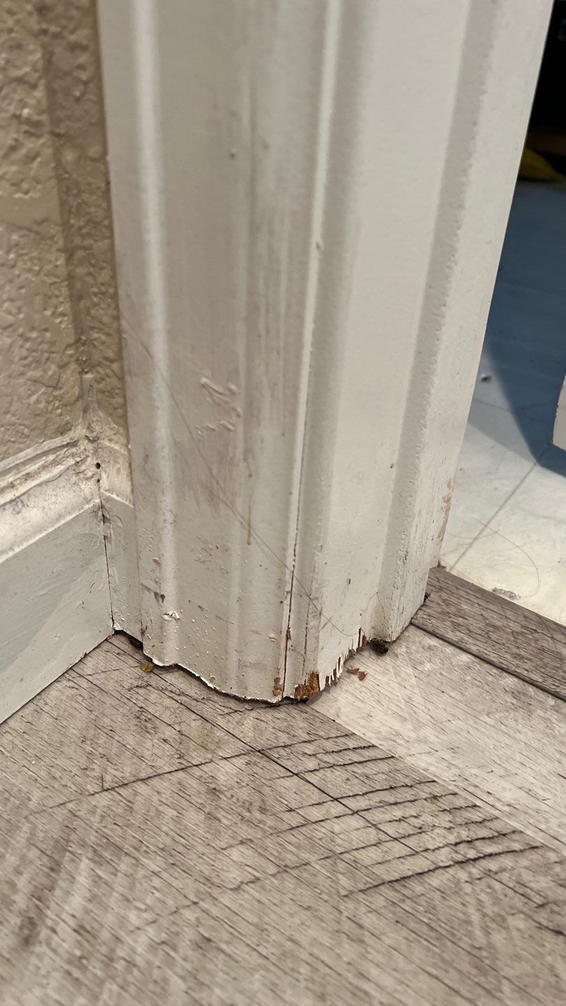 Water Damage and Mold Remediation by Accountable Home Services