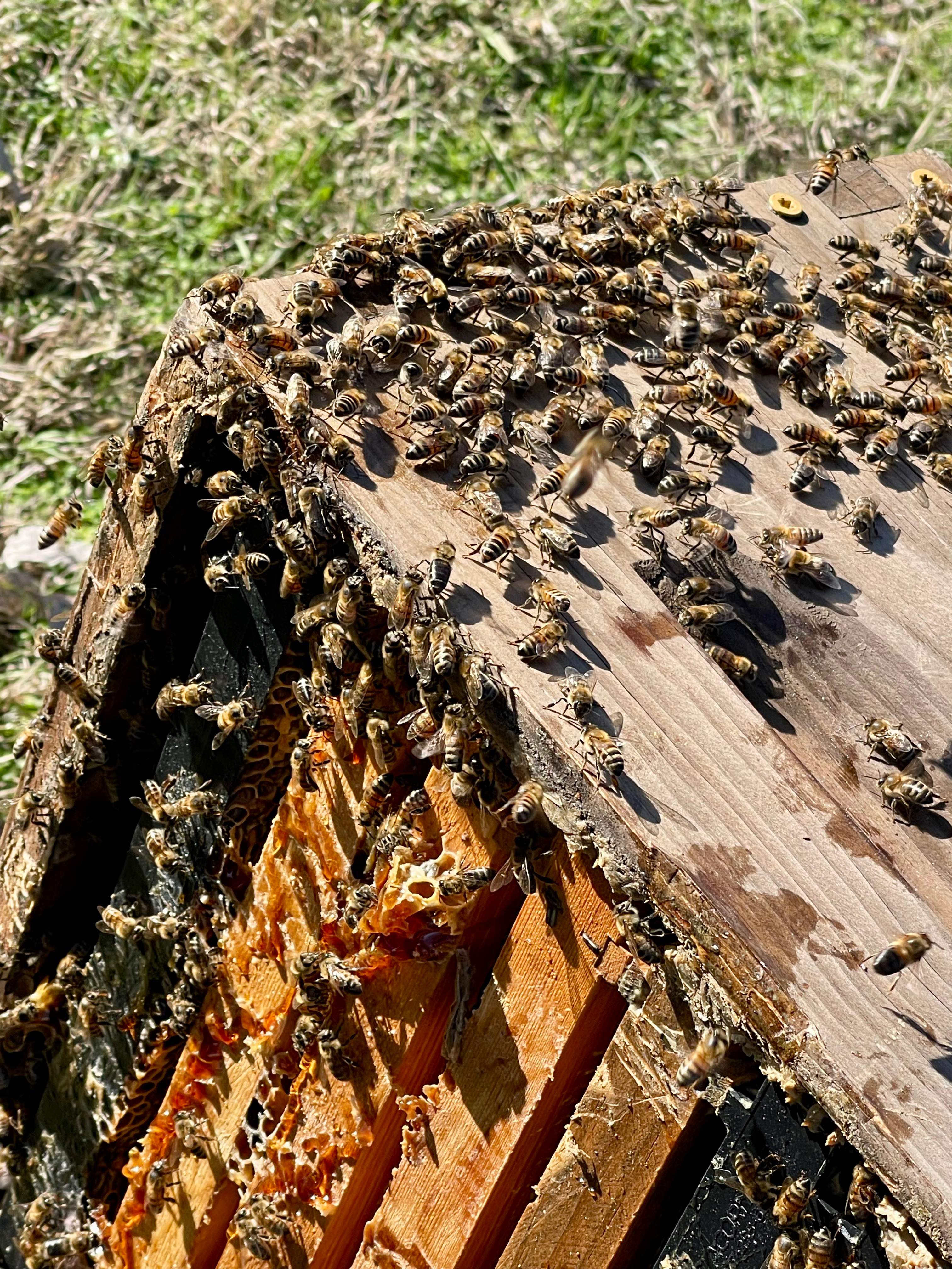 Rockwall Honey Bee Company HQ by Rockwall Honey Bee Company