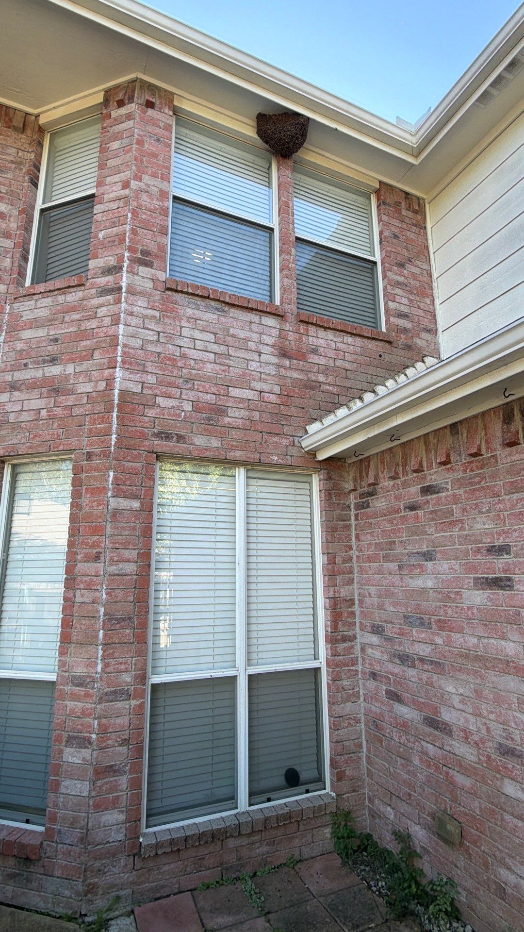 Open Air Colony in Rockwall, TX by Rockwall Honey Bee Company