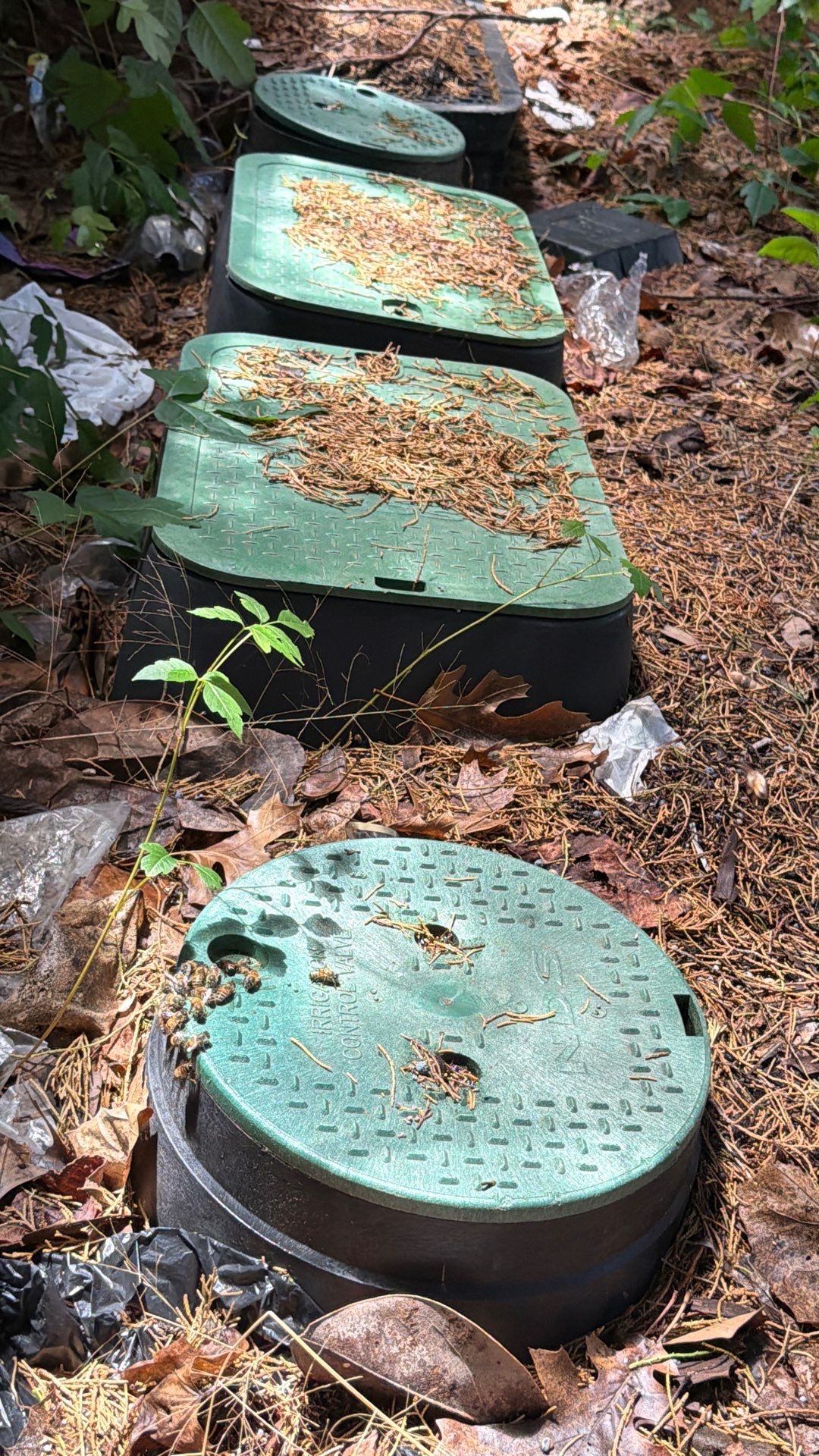 Mossy Mystery Bees by Rockwall Honey Bee Company