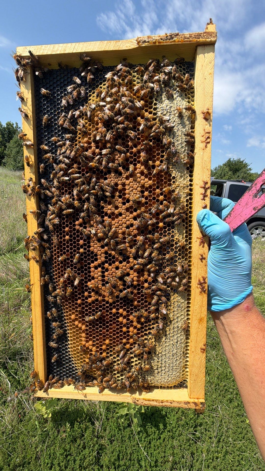 Baseball Diamond Apiary by Rockwall Honey Bee Company