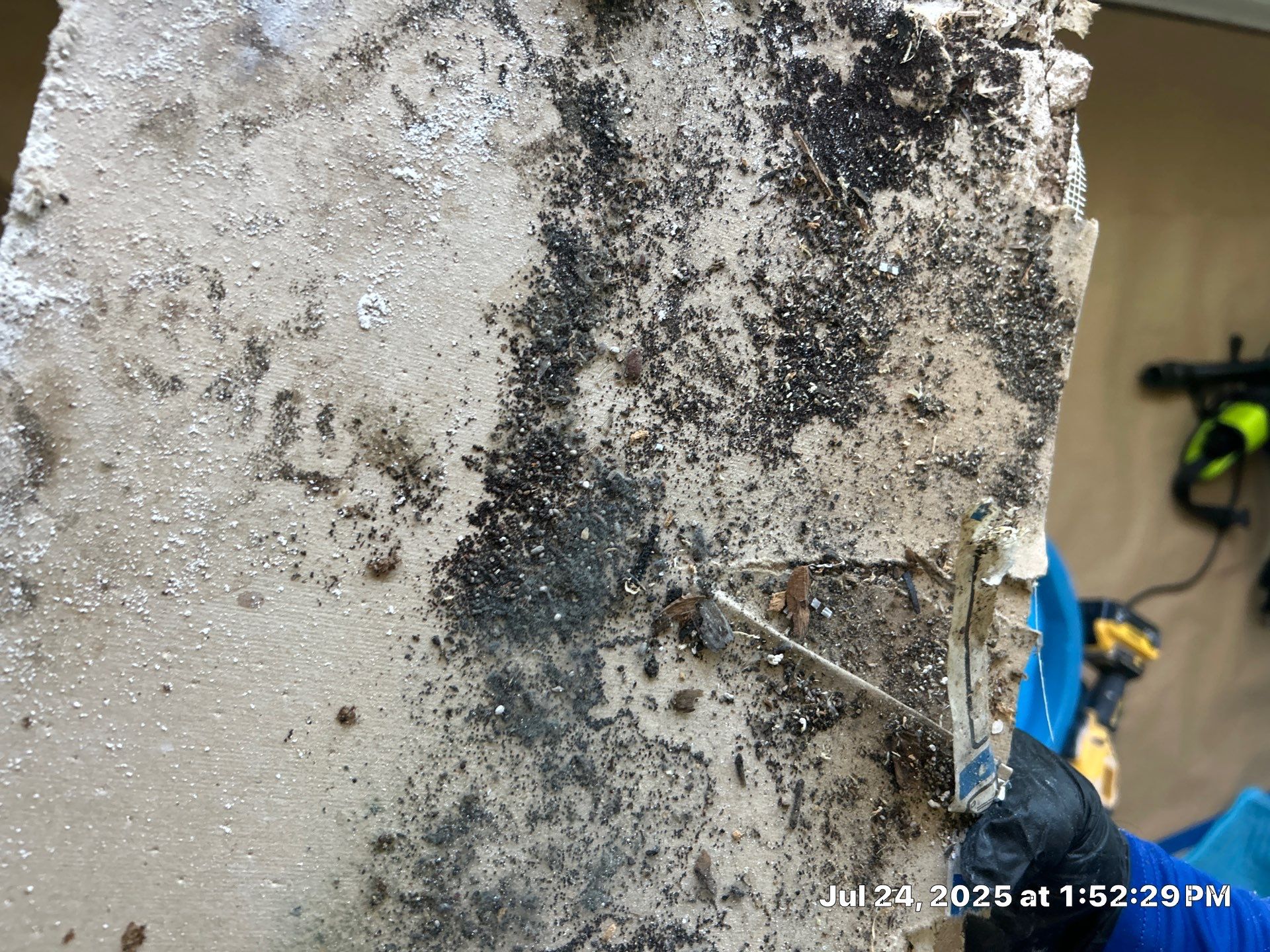 Mold Inspection & Mold Removal In St. Petersburg, FL by Ampm Restoration Services
