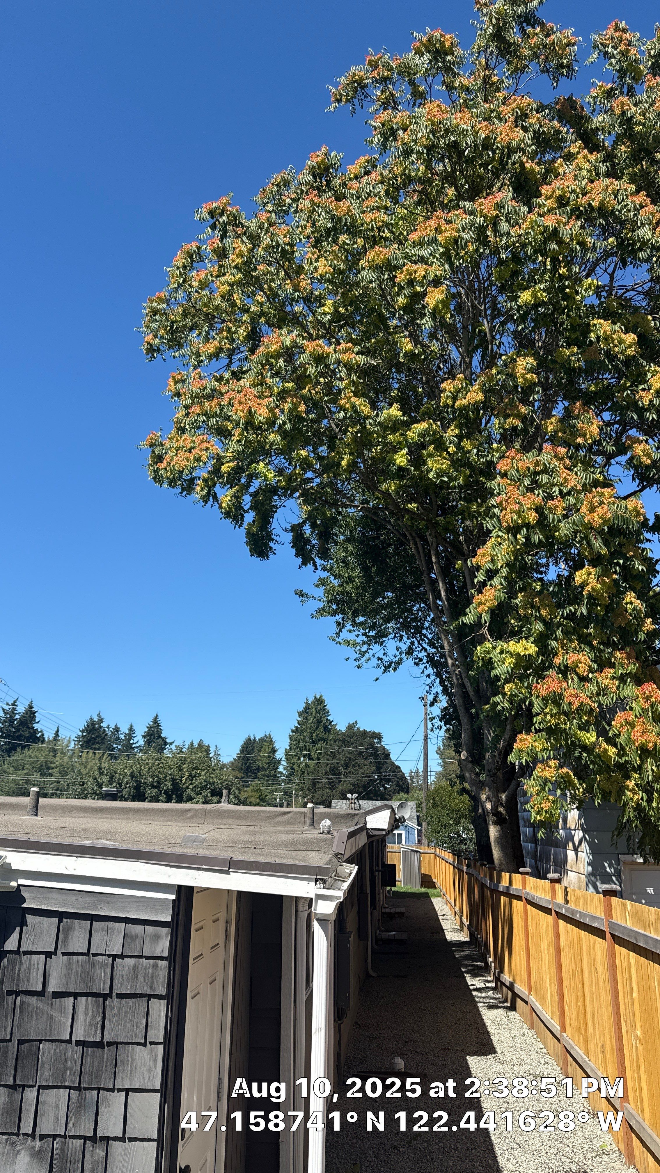 🌳 Tacoma Tree Trimming Success! 🌳 by Sound Tree Care LLC