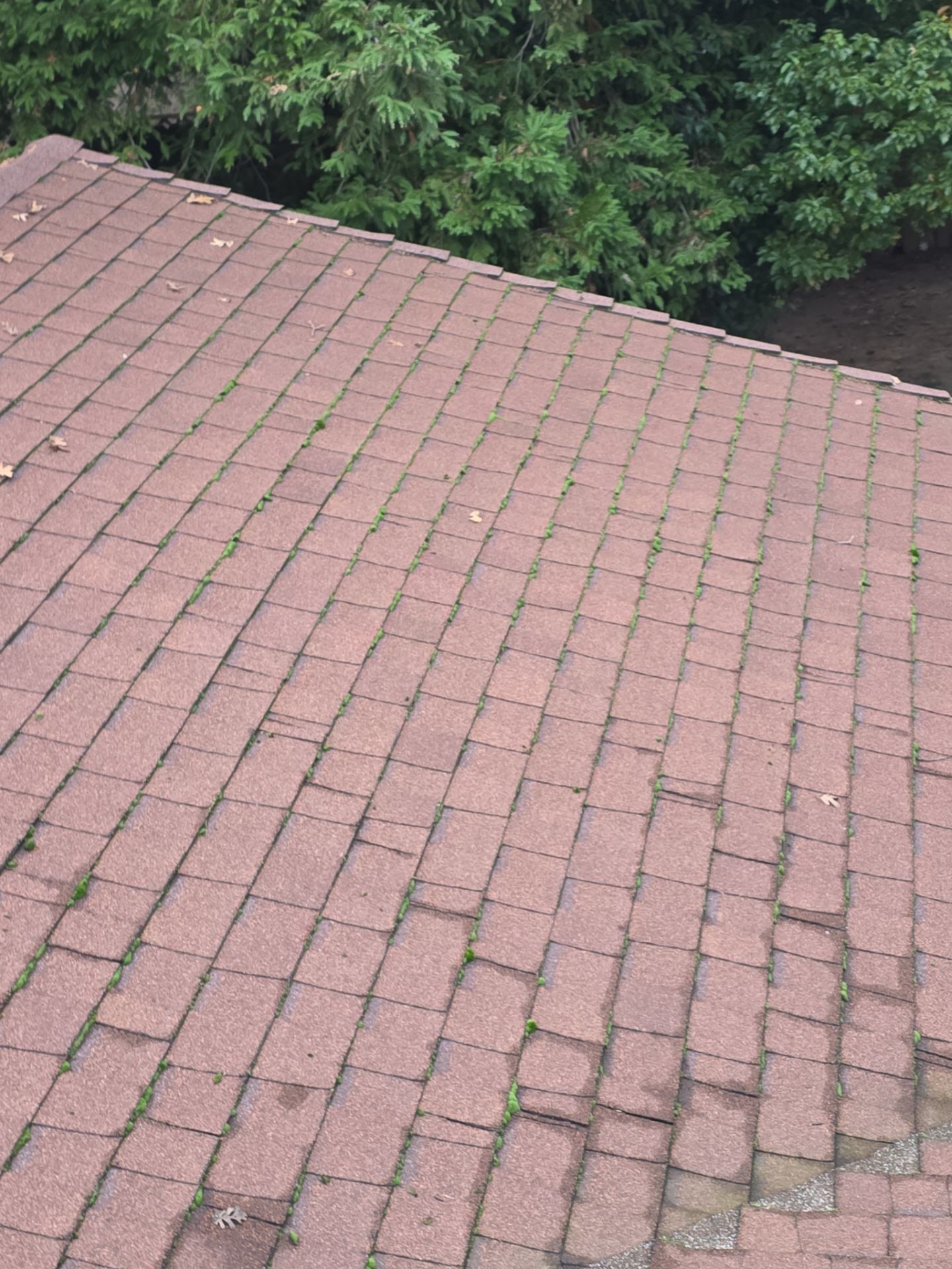 Roof Rejuvenation using Roof Maxx Treatment by Roof Maxx of Folsom