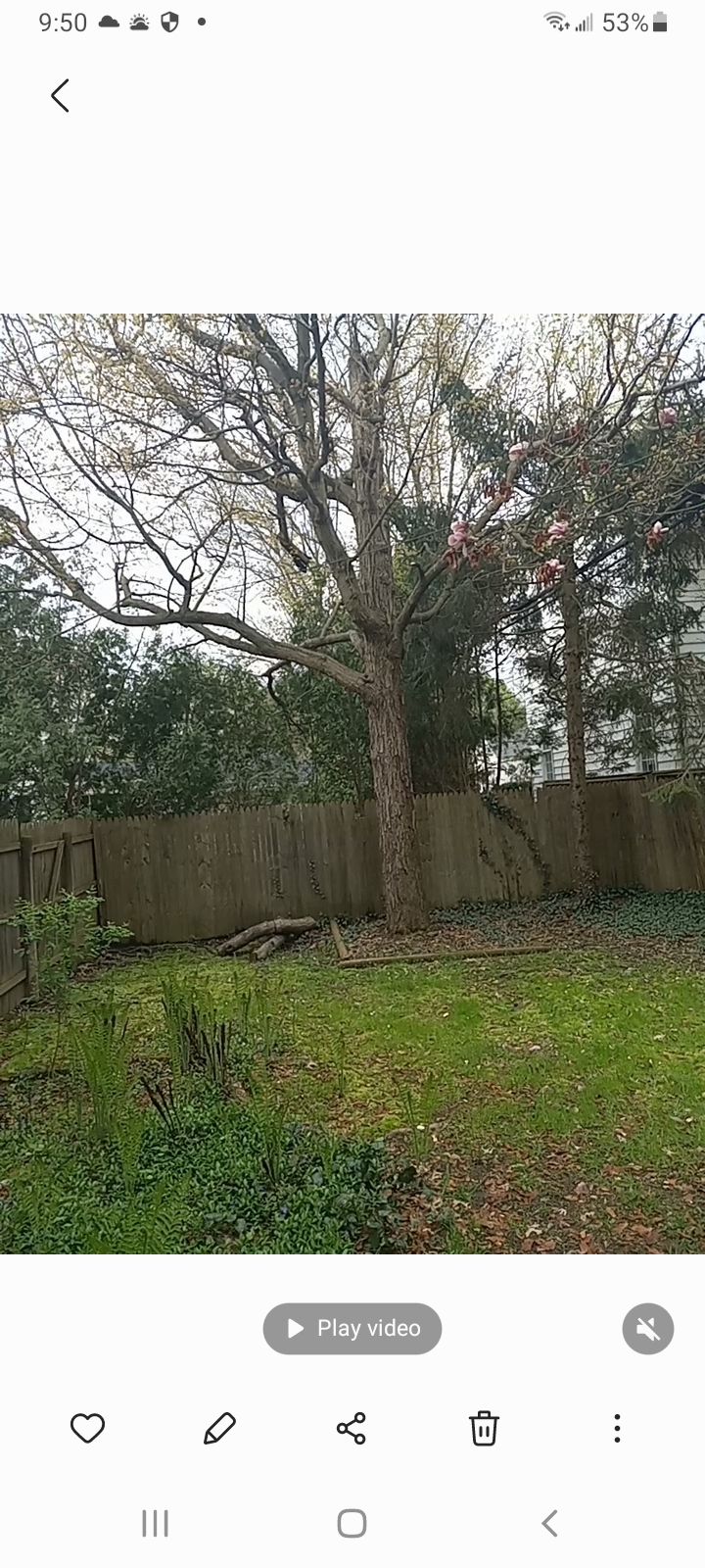 Tree Removal using Tree Removal by Mike Jones & Sons Tree Service LLC 