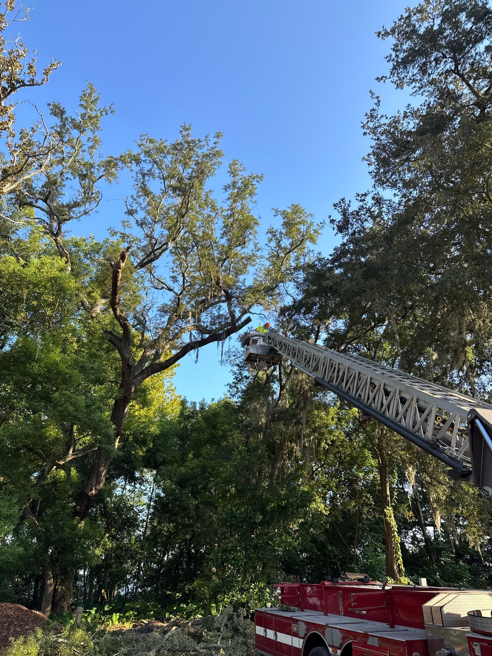 Tree Removal | Episcopal Softball Field by ProGreen Services