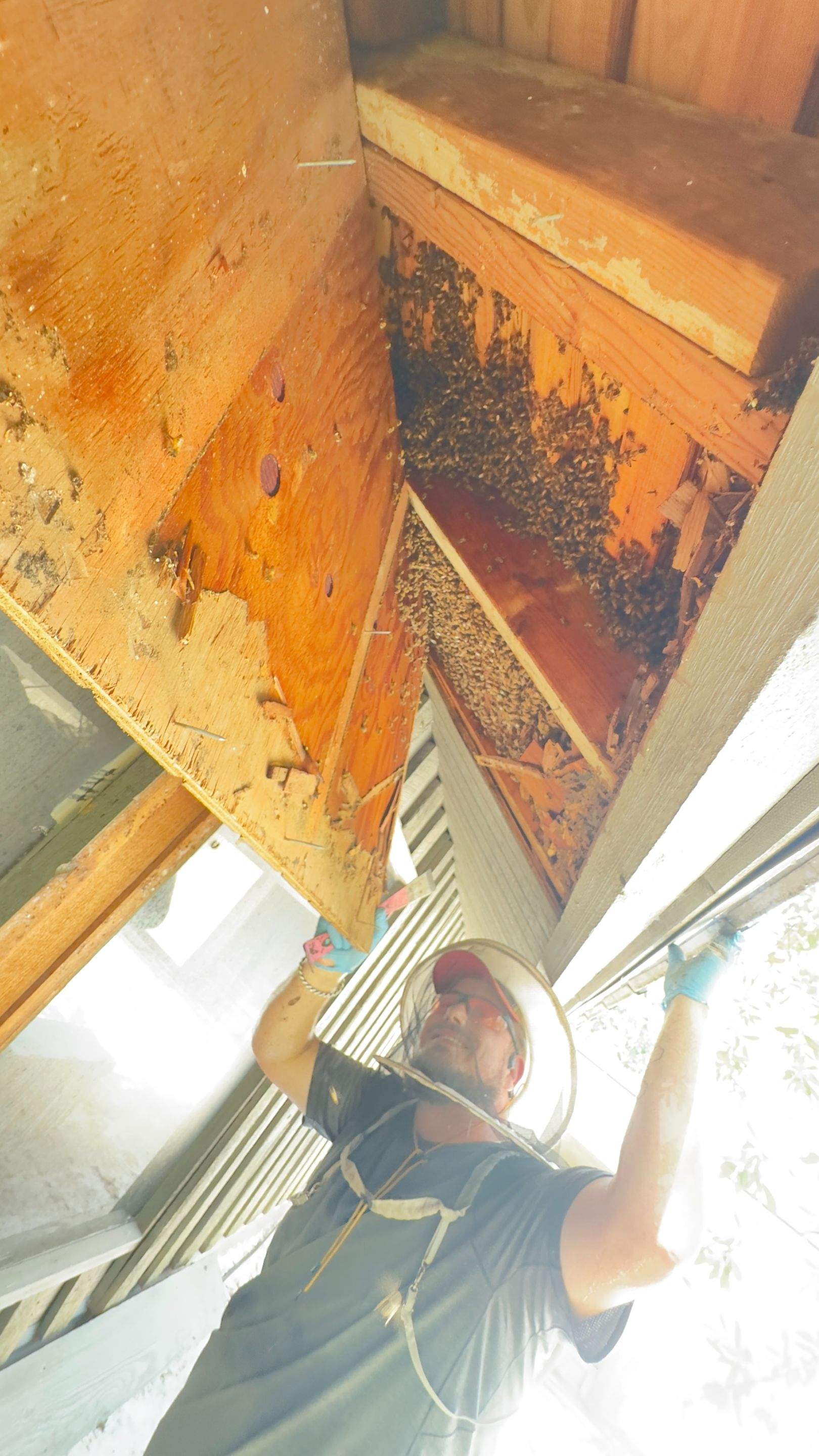 Old Faithful by Rockwall Honey Bee Company