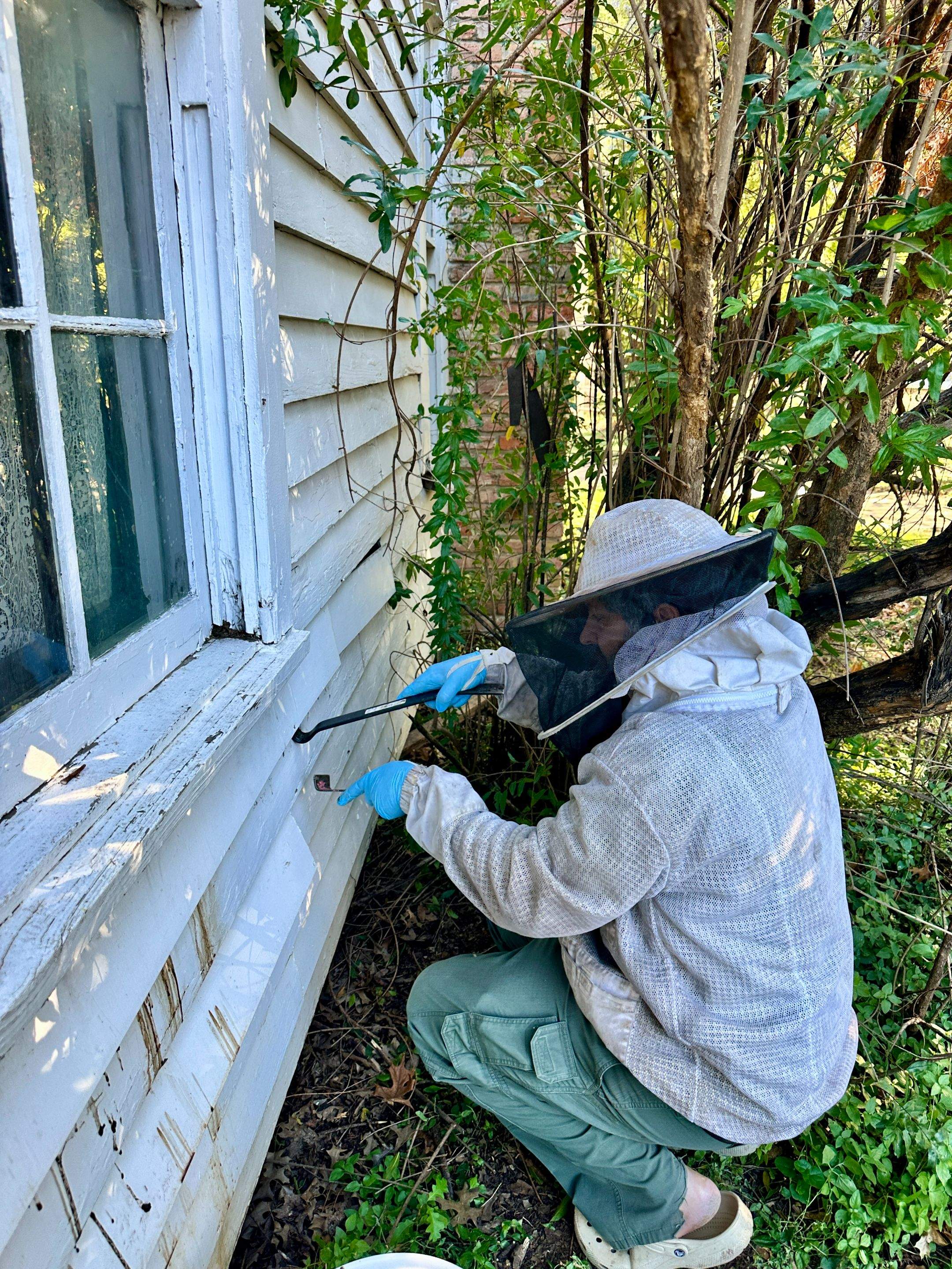 Yellowjackets at City Park by Rockwall Honey Bee Company