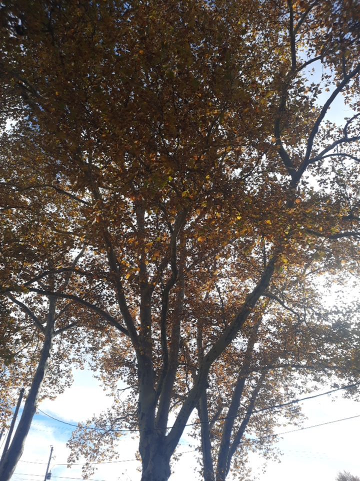 Tree Trimming using Tree Pruing by Mike Jones & Sons Tree Service LLC 