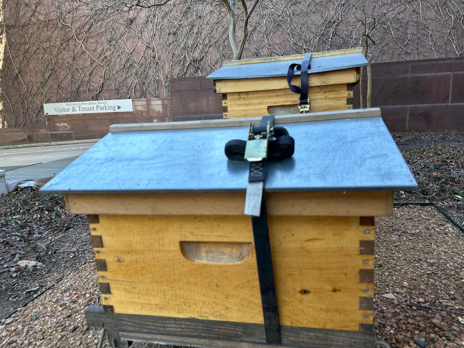 Urban Bees by the Tollway in North Dallas by Rockwall Honey Bee Company