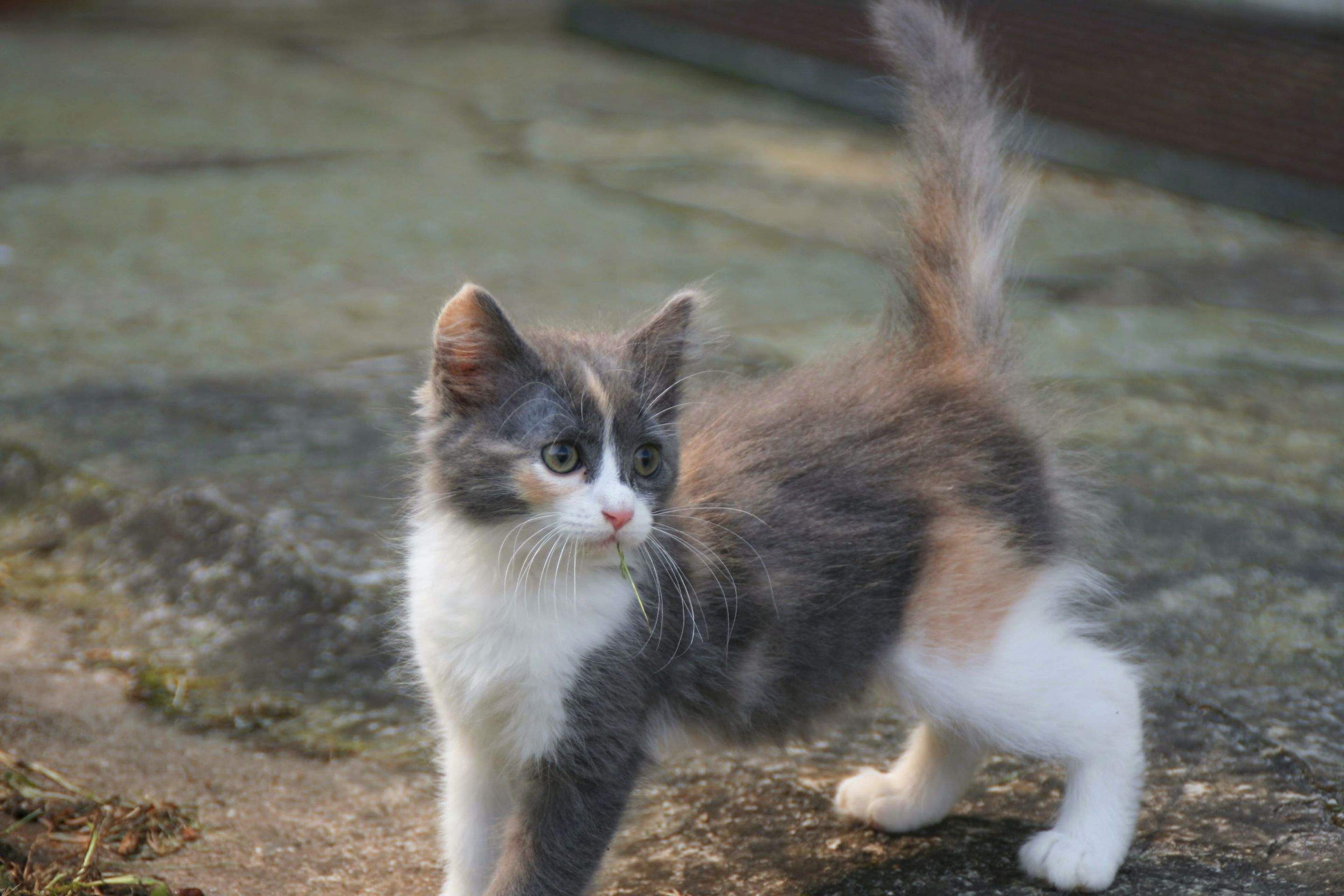 Kittens! by CompanyCam