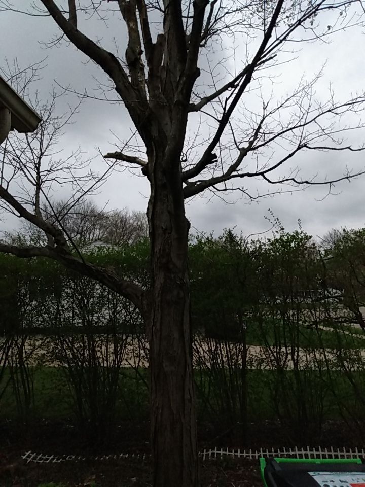 Tree Removal using Tree Removal by Mike Jones & Sons Tree Service LLC 