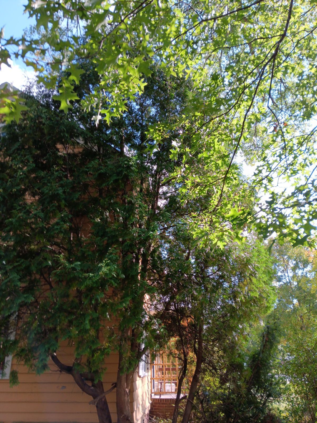 Tree Removal using Tree Removal by Mike Jones & Sons Tree Service LLC 