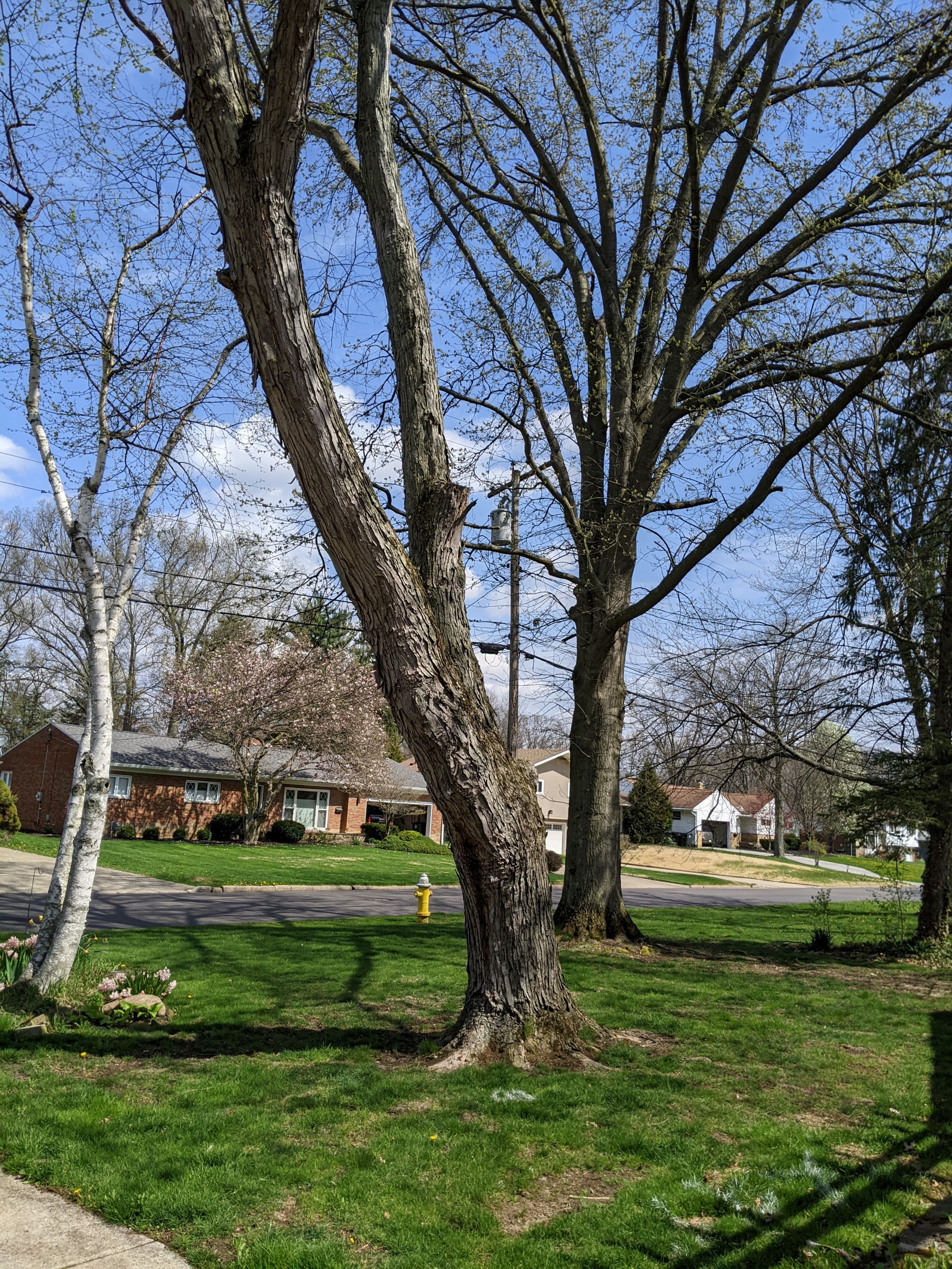 Tree Removal using Tree Removal by Mike Jones & Sons Tree Service LLC 