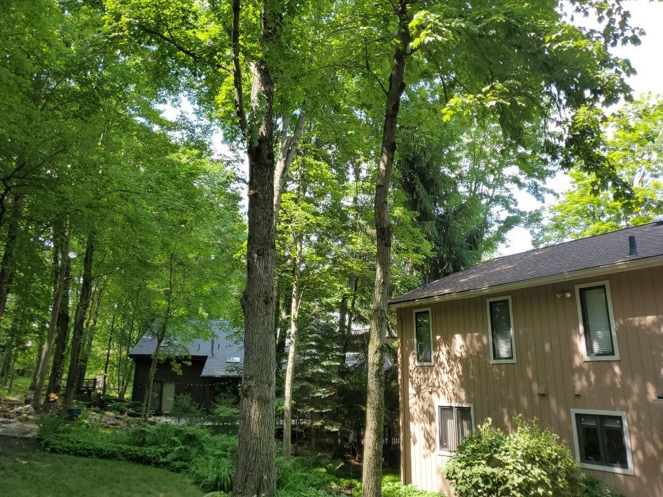 Tree Trimming using Tree Pruing by Mike Jones & Sons Tree Service LLC 