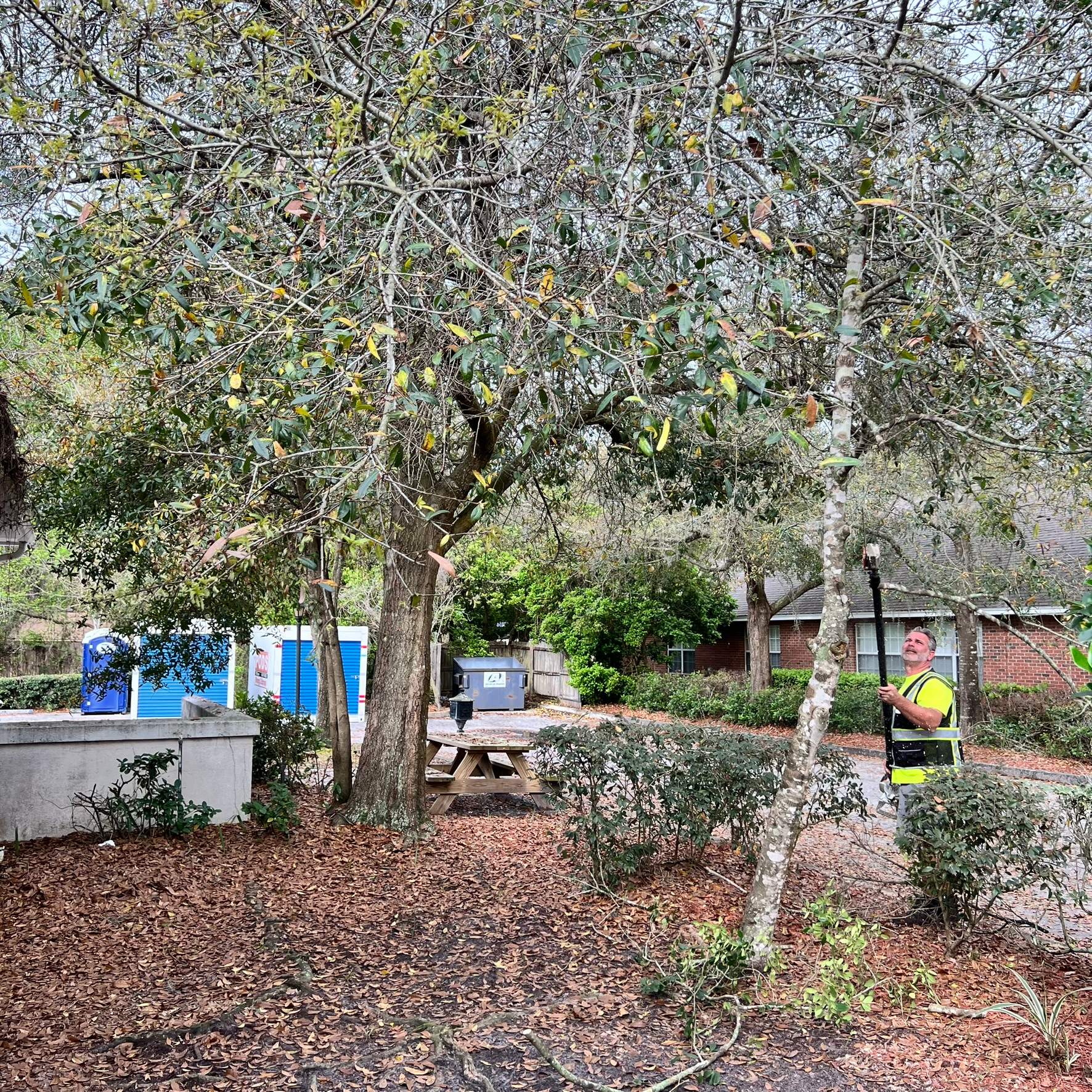Tree Work | Great Expressions Dental by ProGreen Services
