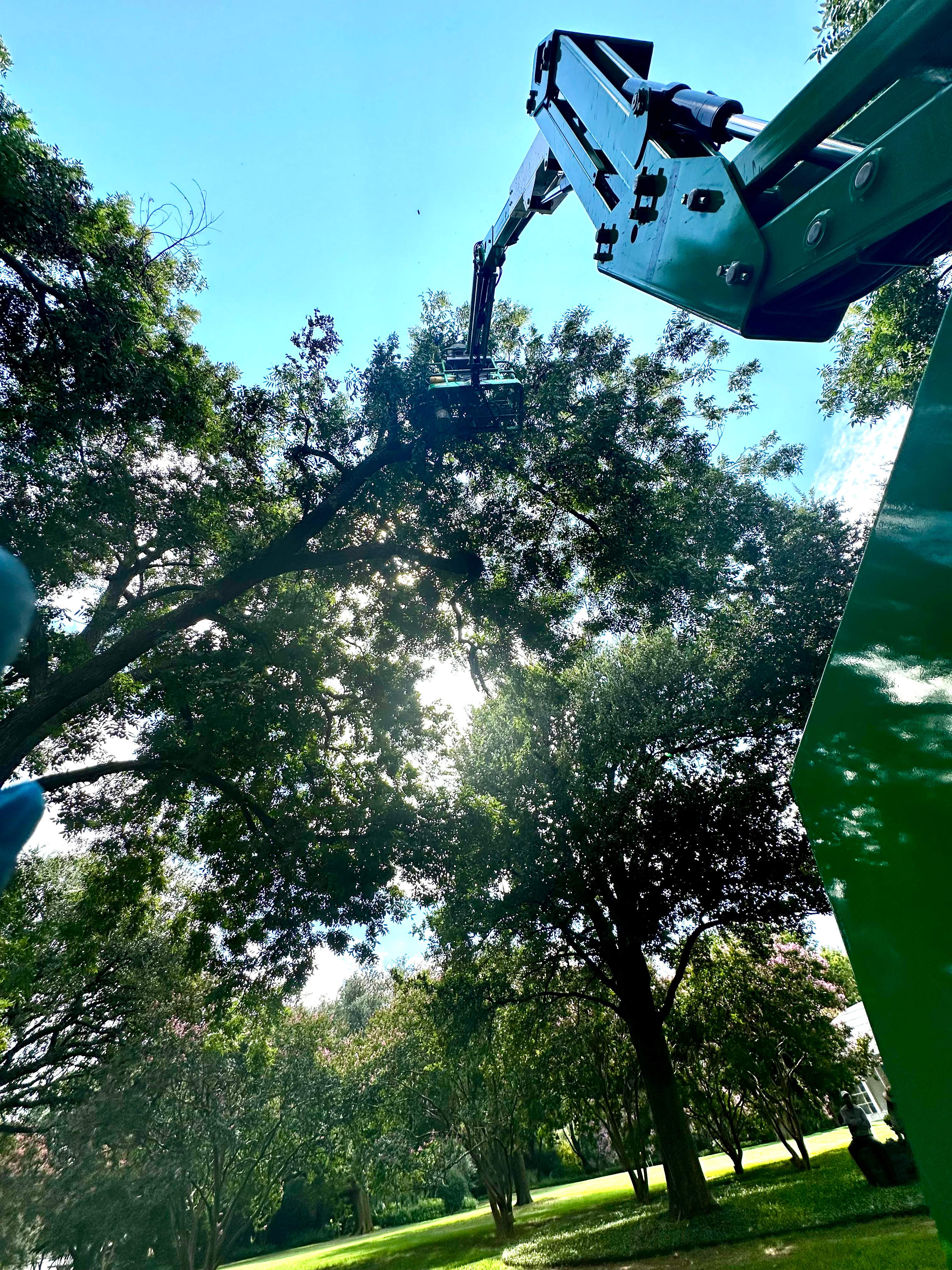 Open-Air Massive Colony by Rockwall Honey Bee Company