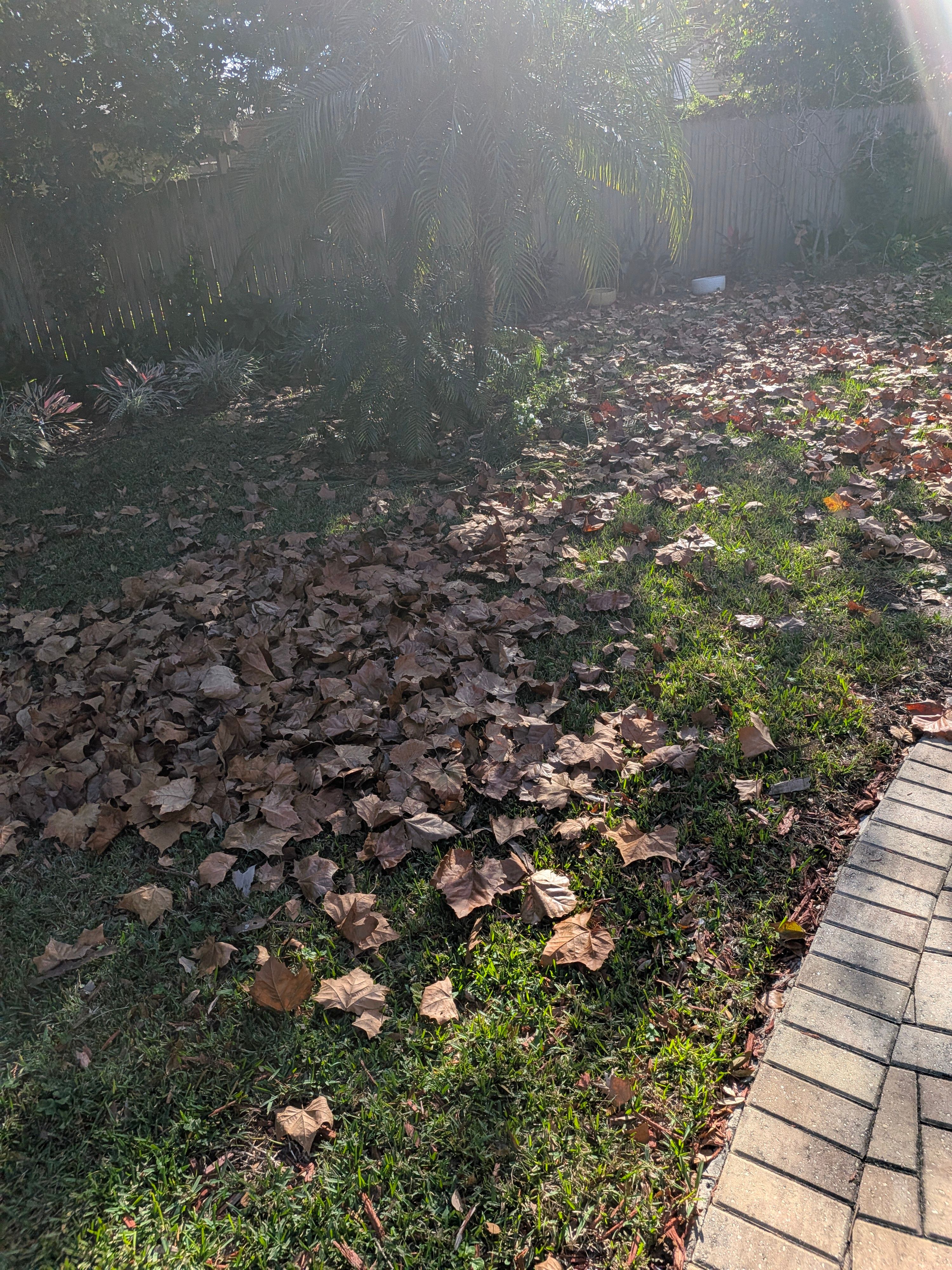 Large-Scale Leaf Removal & Property Cleanup — Jacksonville, FL (Arlington Area) by Harmoni Home Services