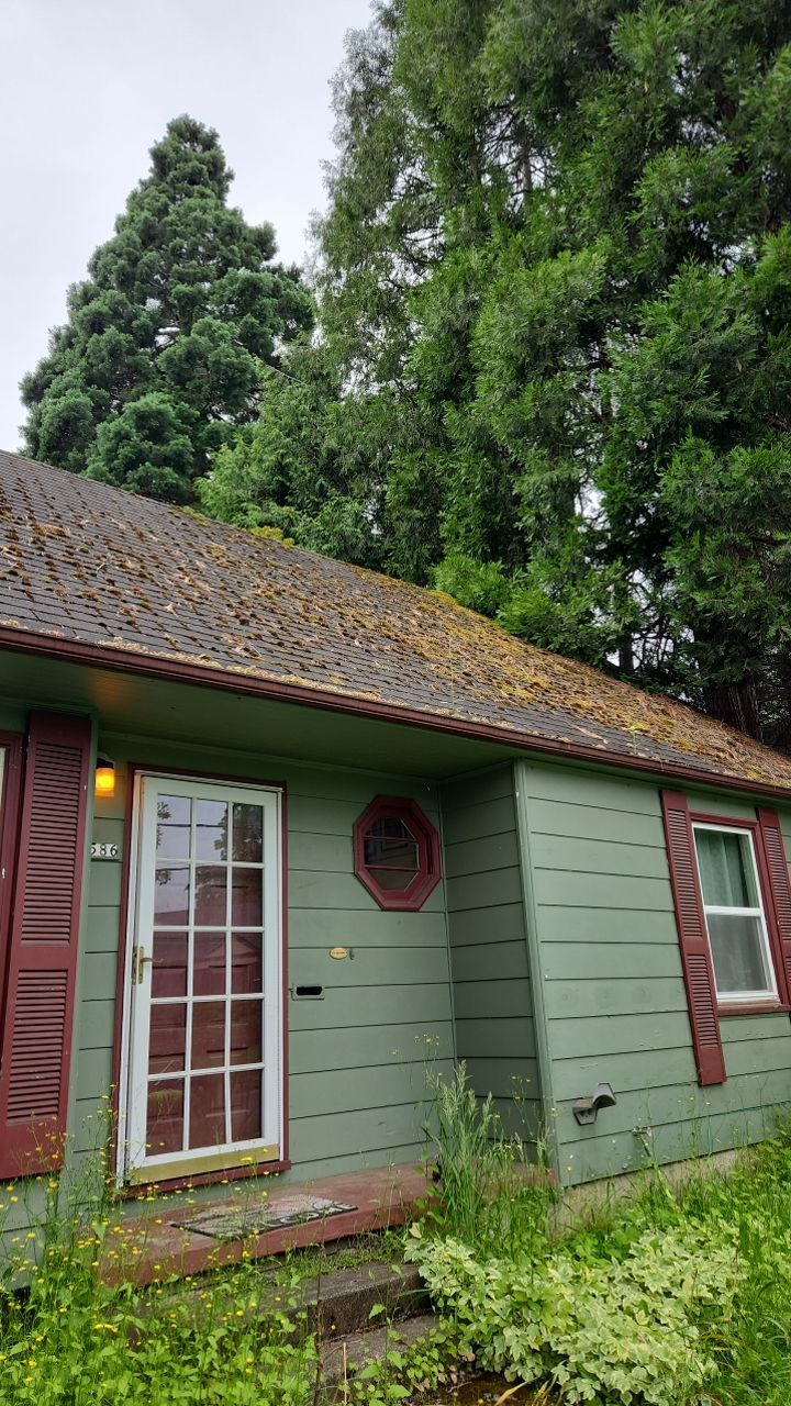 Moss Treatment using Biocide by Willamette Outdoor Wash LLC