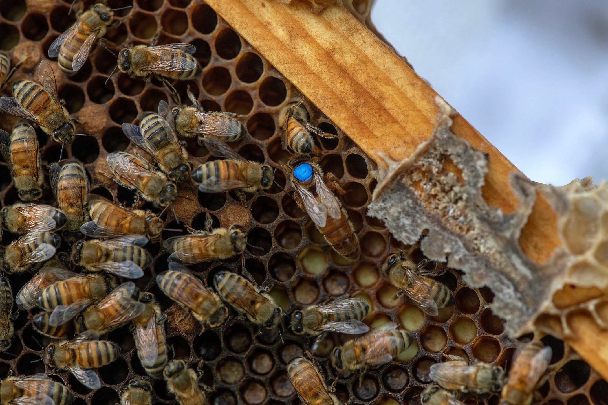 Urban Beekeeping in Dallas by Rockwall Honey Bee Company