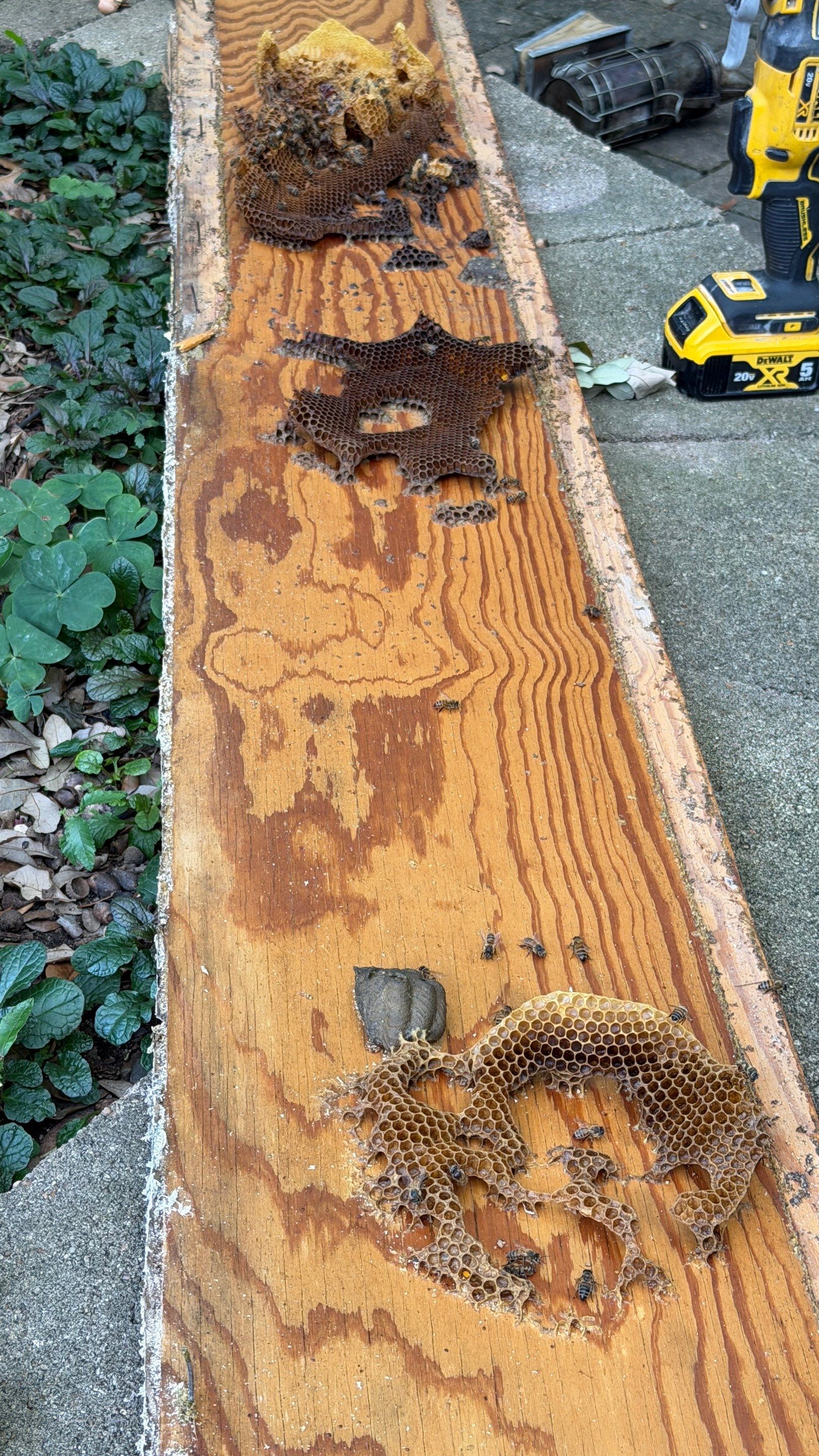 High Peak Bees by Rockwall Honey Bee Company