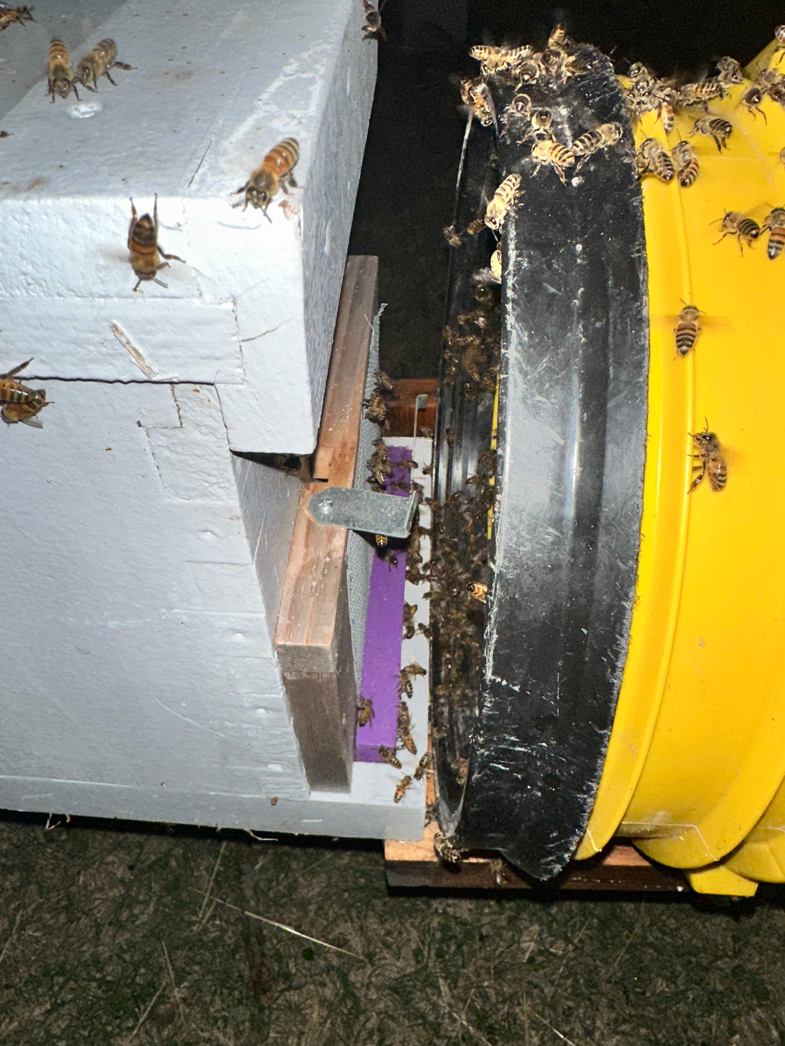 Last of 2025 by Rockwall Honey Bee Company