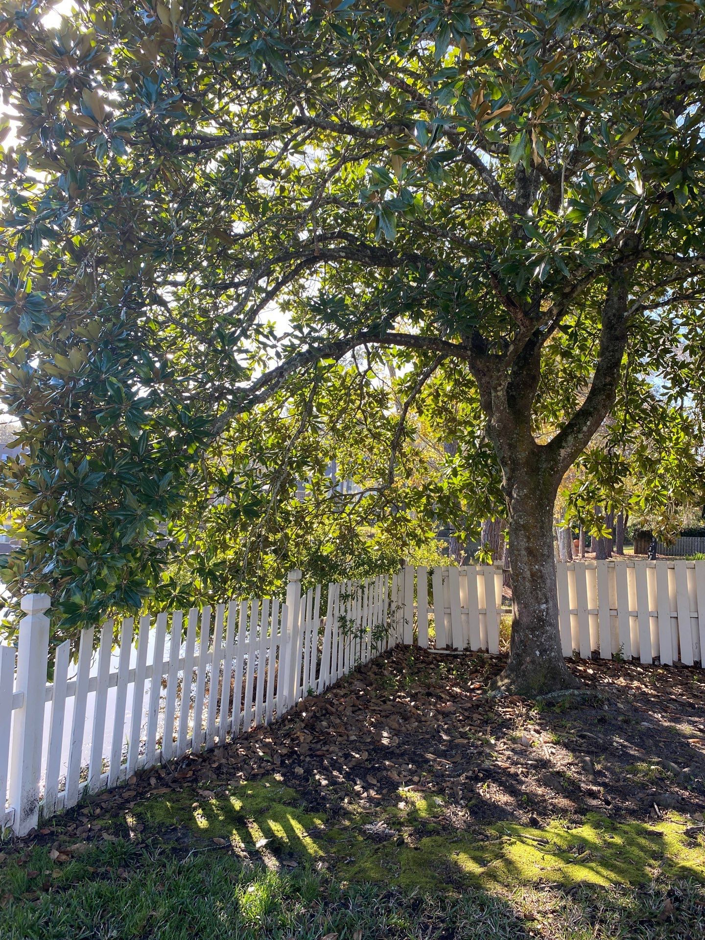 Deerwood Resident | Tree Removal & Palm Trimming by ProGreen Services