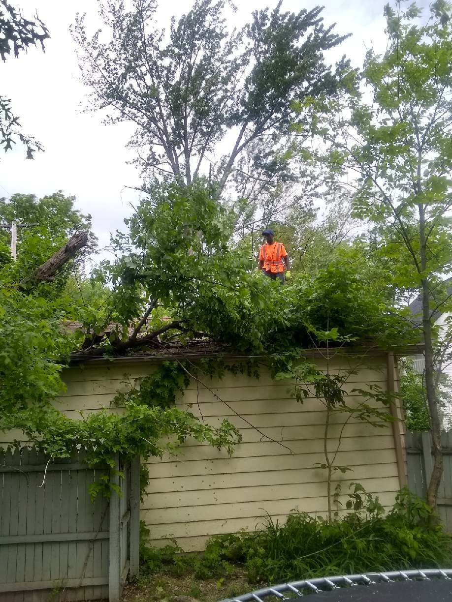 Tree Removal using Tree Removal by Mike Jones & Sons Tree Service LLC 