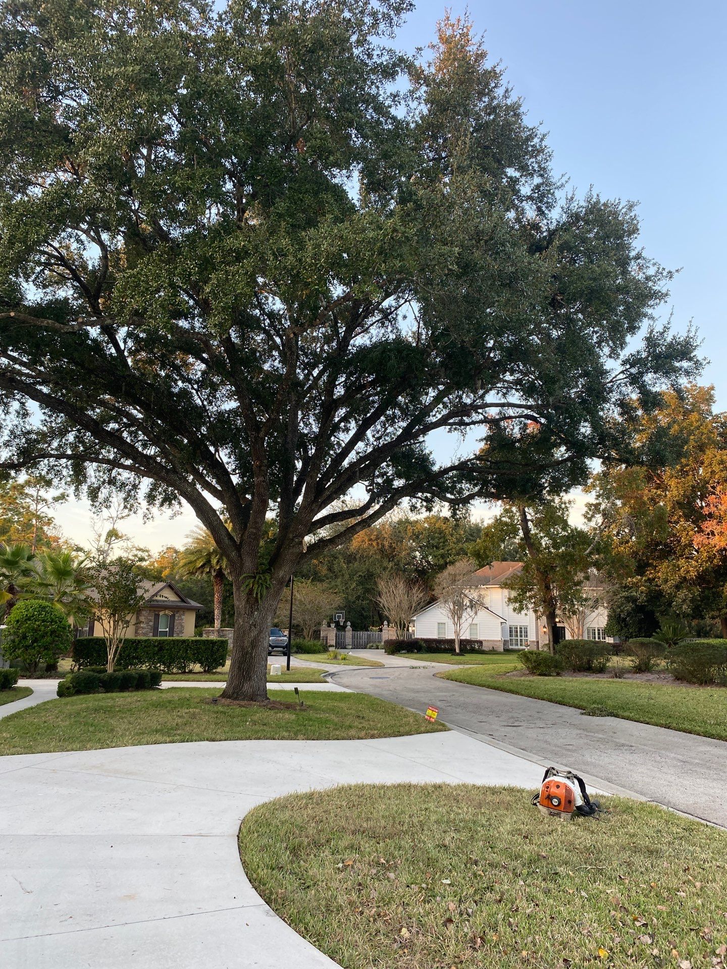 Deerwood Resident | Tree Removal & Shrub Shaping by ProGreen Services