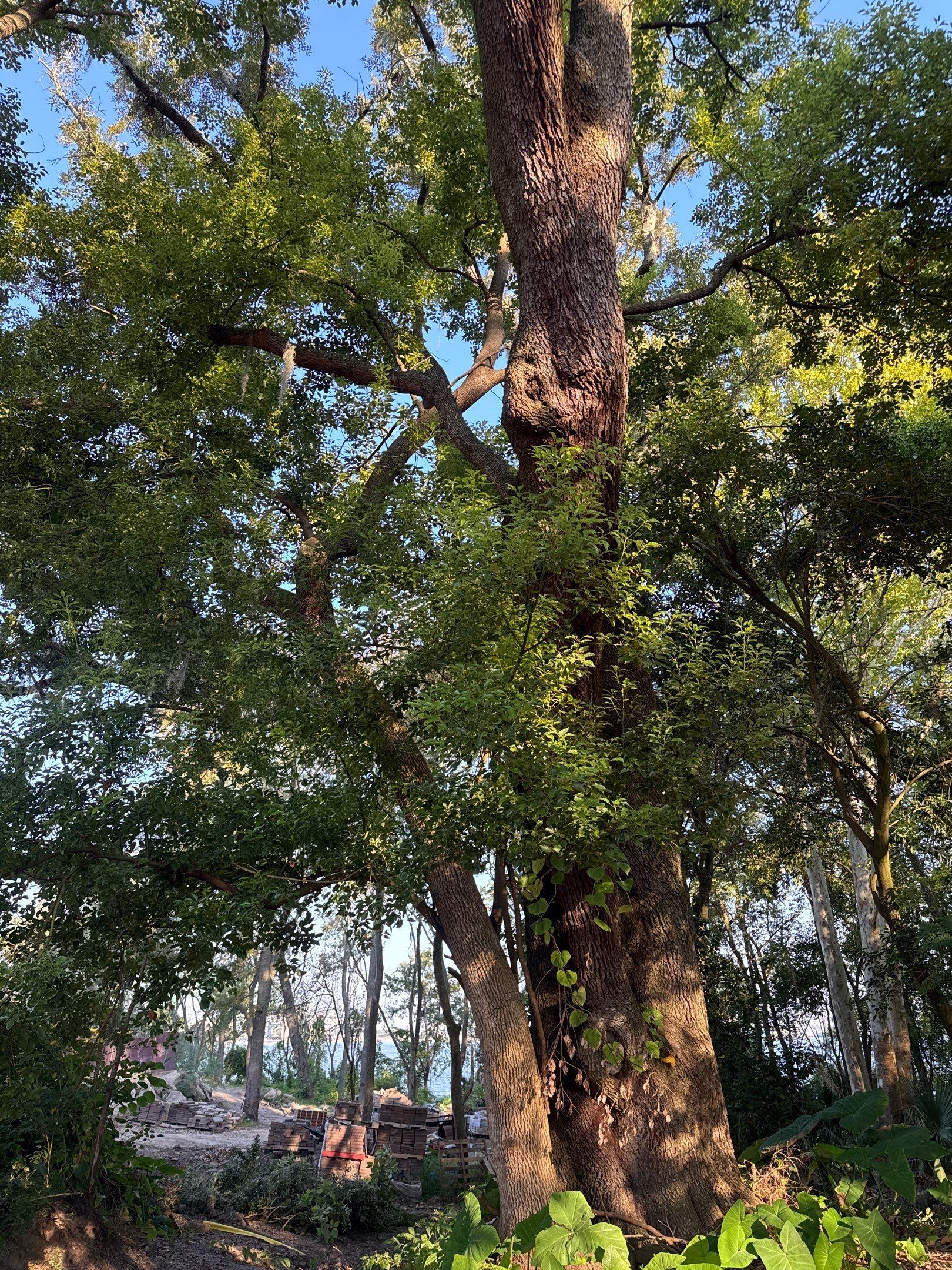Tree Removal | Episcopal Softball Field by ProGreen Services