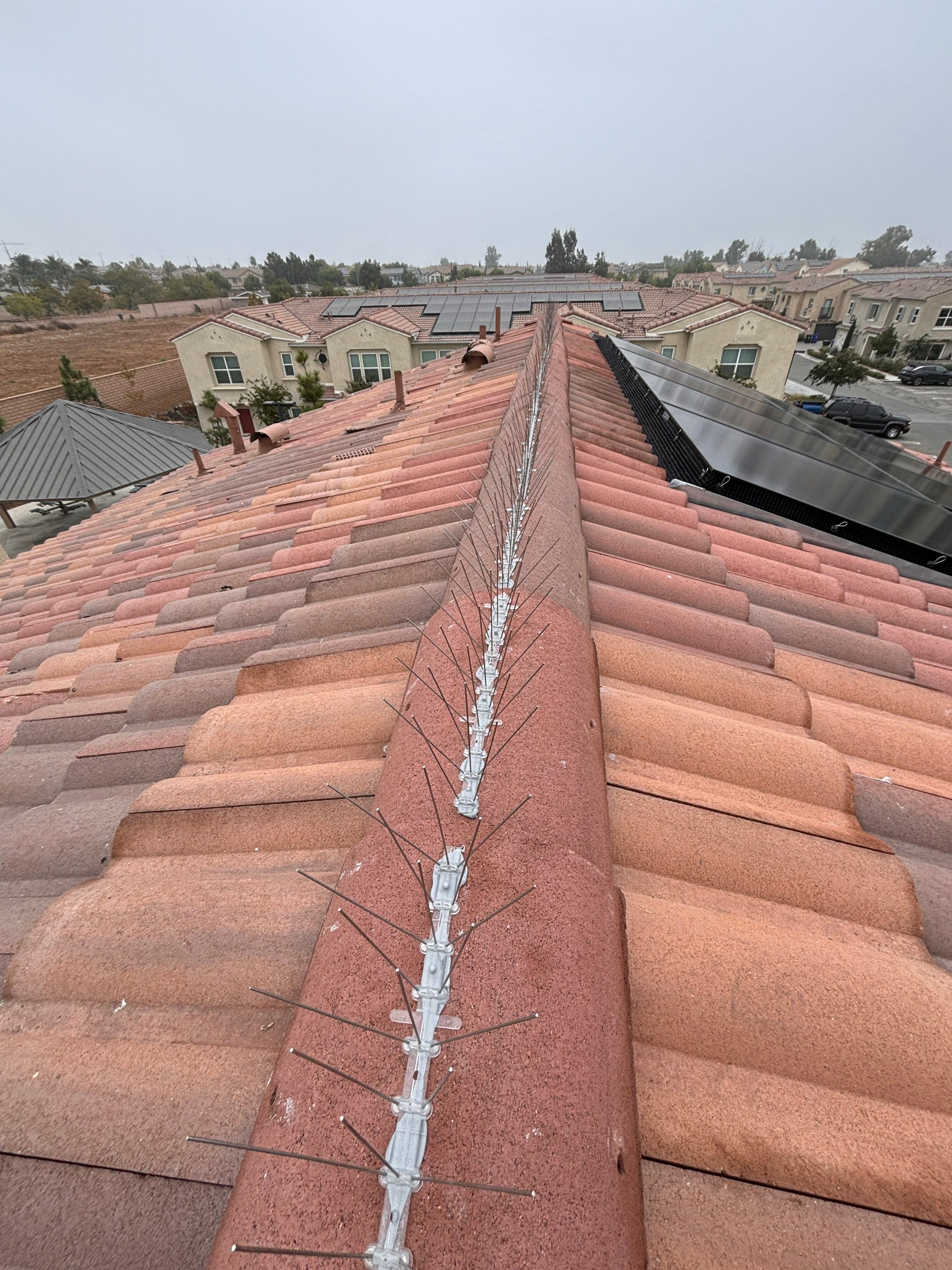 Solar Panel Bird Proofing in Fontana Ca by Palm Coast Solar Cleaning