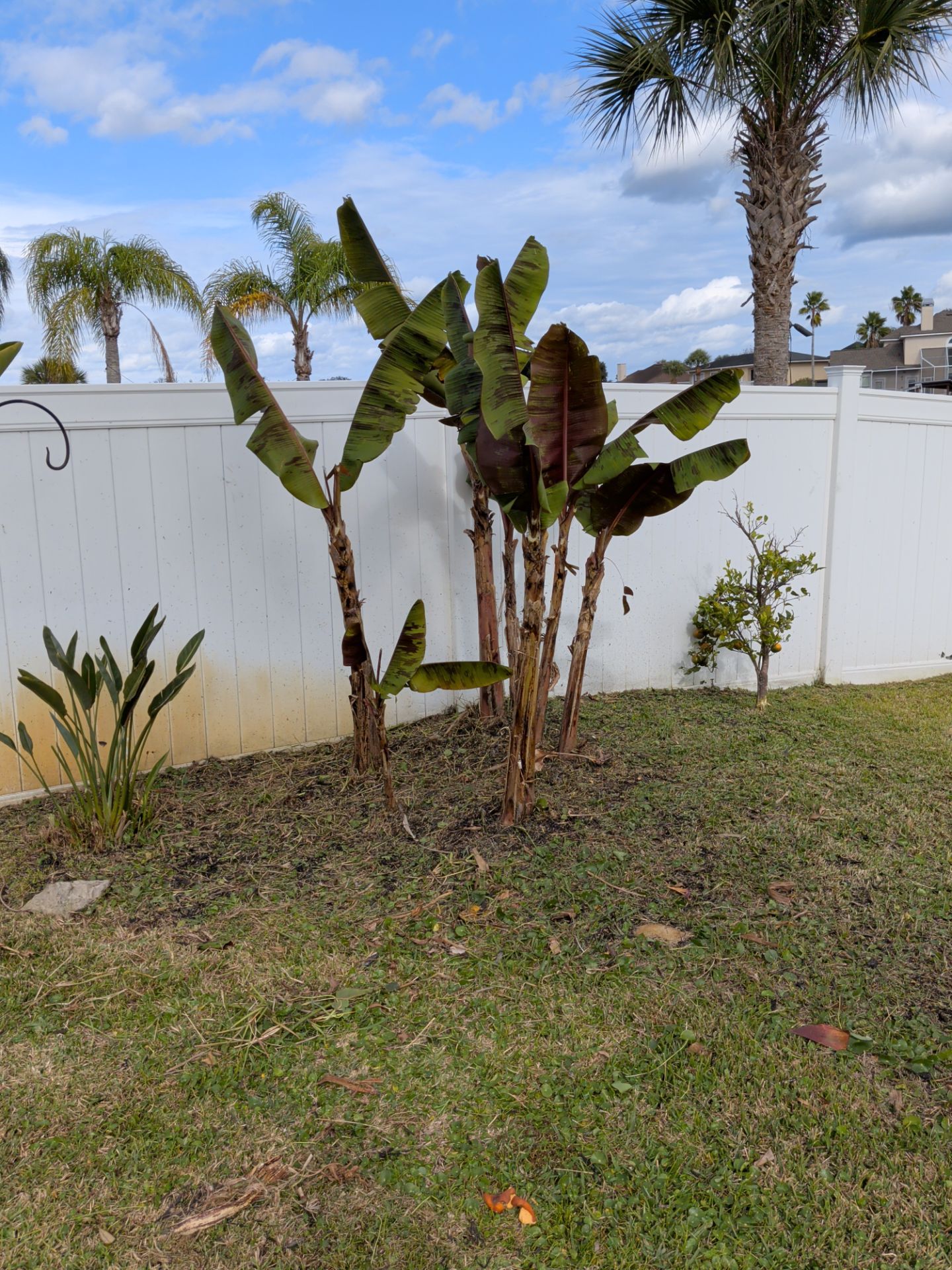 Flower Bed & Property Cleanup San Pablo area — Jacksonville Beaches, FL by Harmoni Home Services