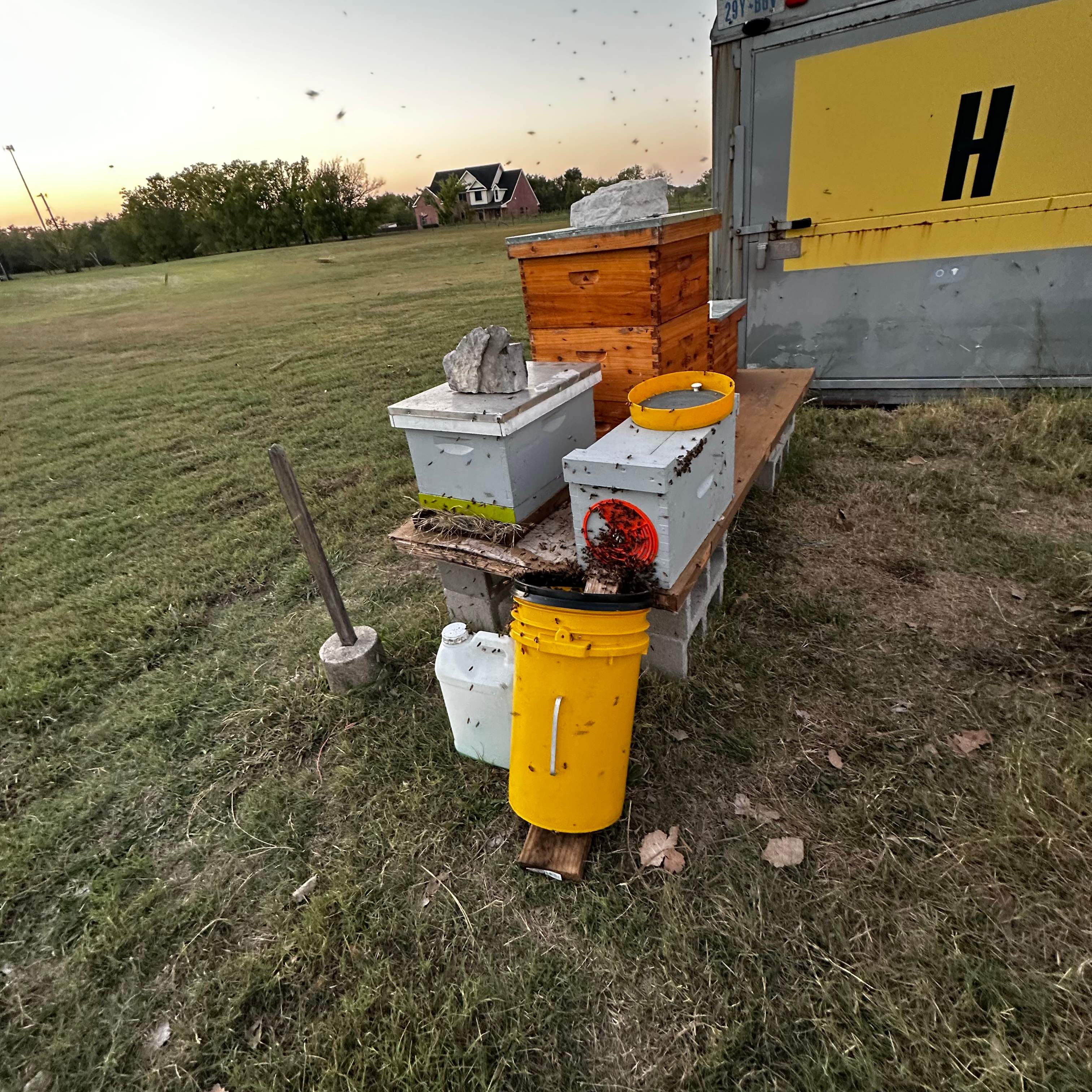 Ceiling Cutout by Rockwall Honey Bee Company