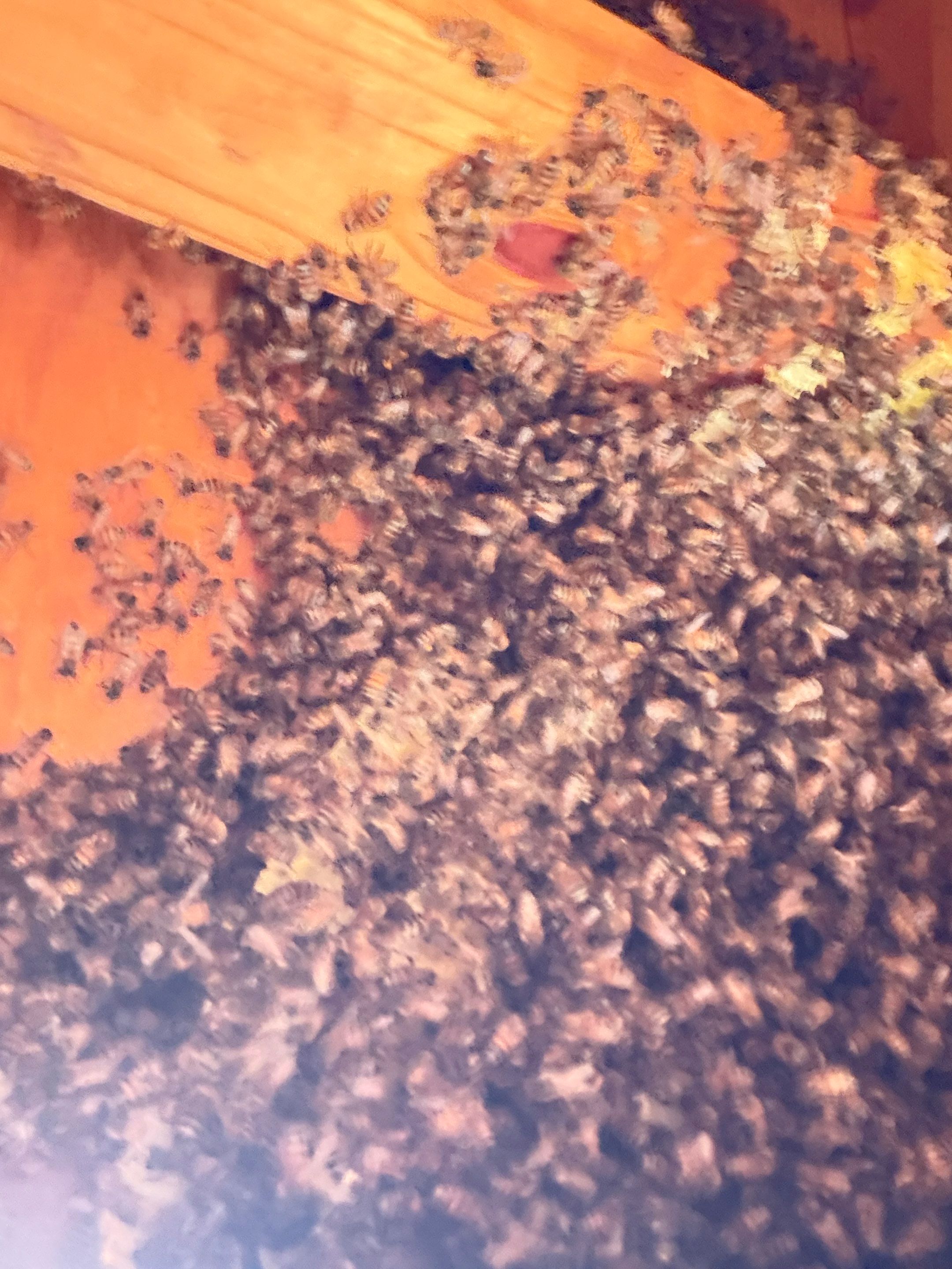 Project in Dallas, TX by Rockwall Honey Bee Company