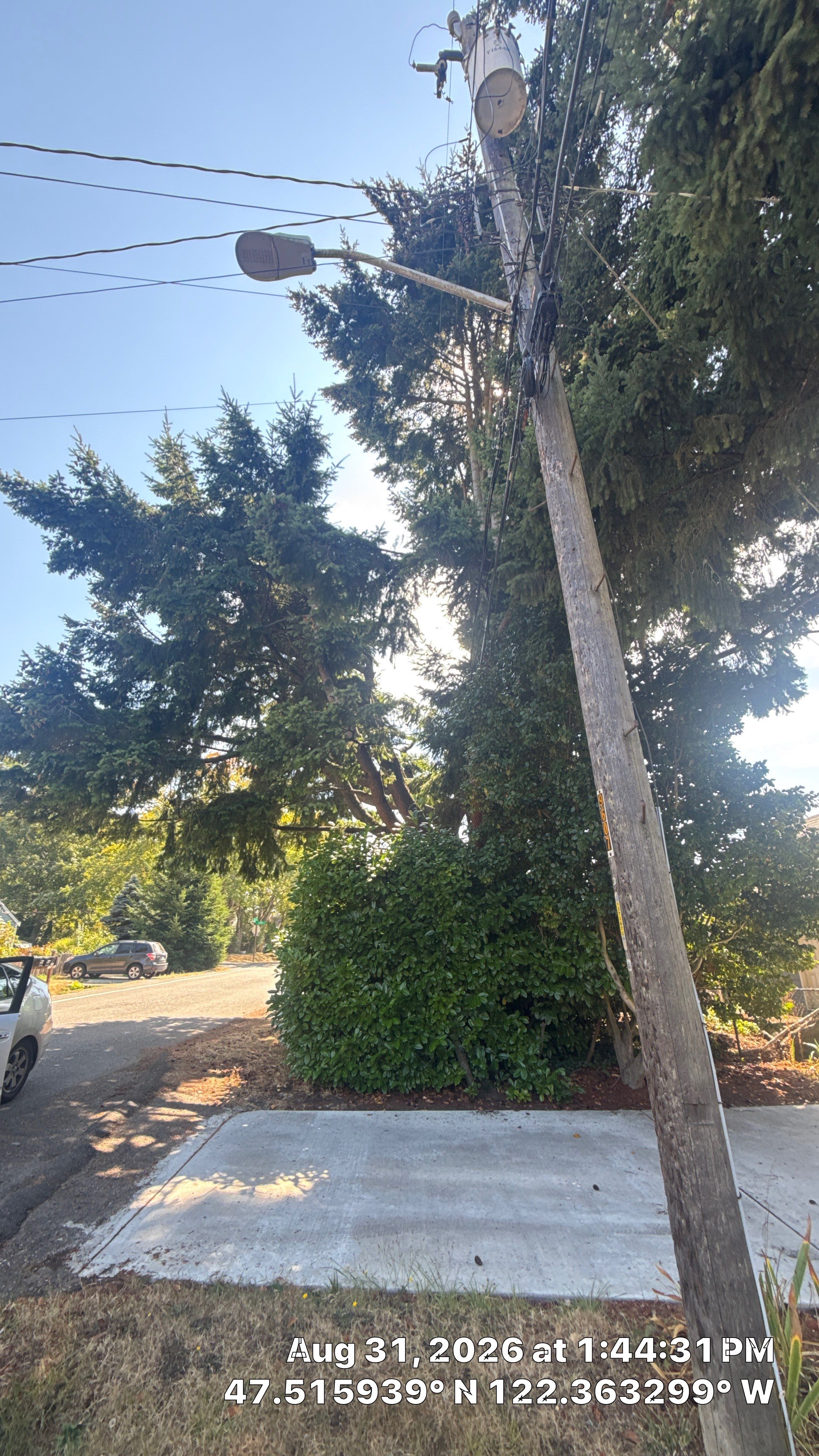 Seattle Tree Trimming for Deadwood Removal and Utility Line Clearance by Sound Tree Care LLC