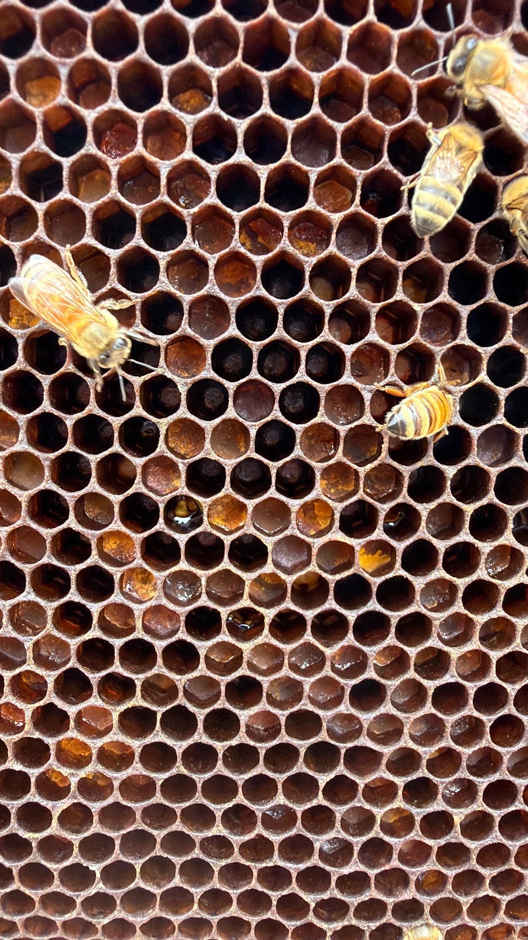 Commercial Rooftop Colony by Rockwall Honey Bee Company
