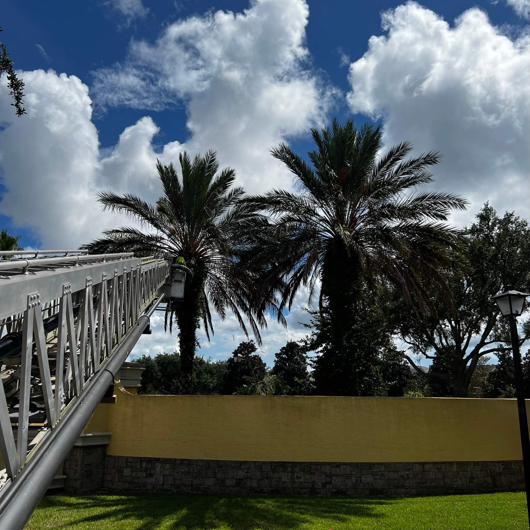 Palm Tree Trimming | IL Villagio Condominiums by ProGreen Services