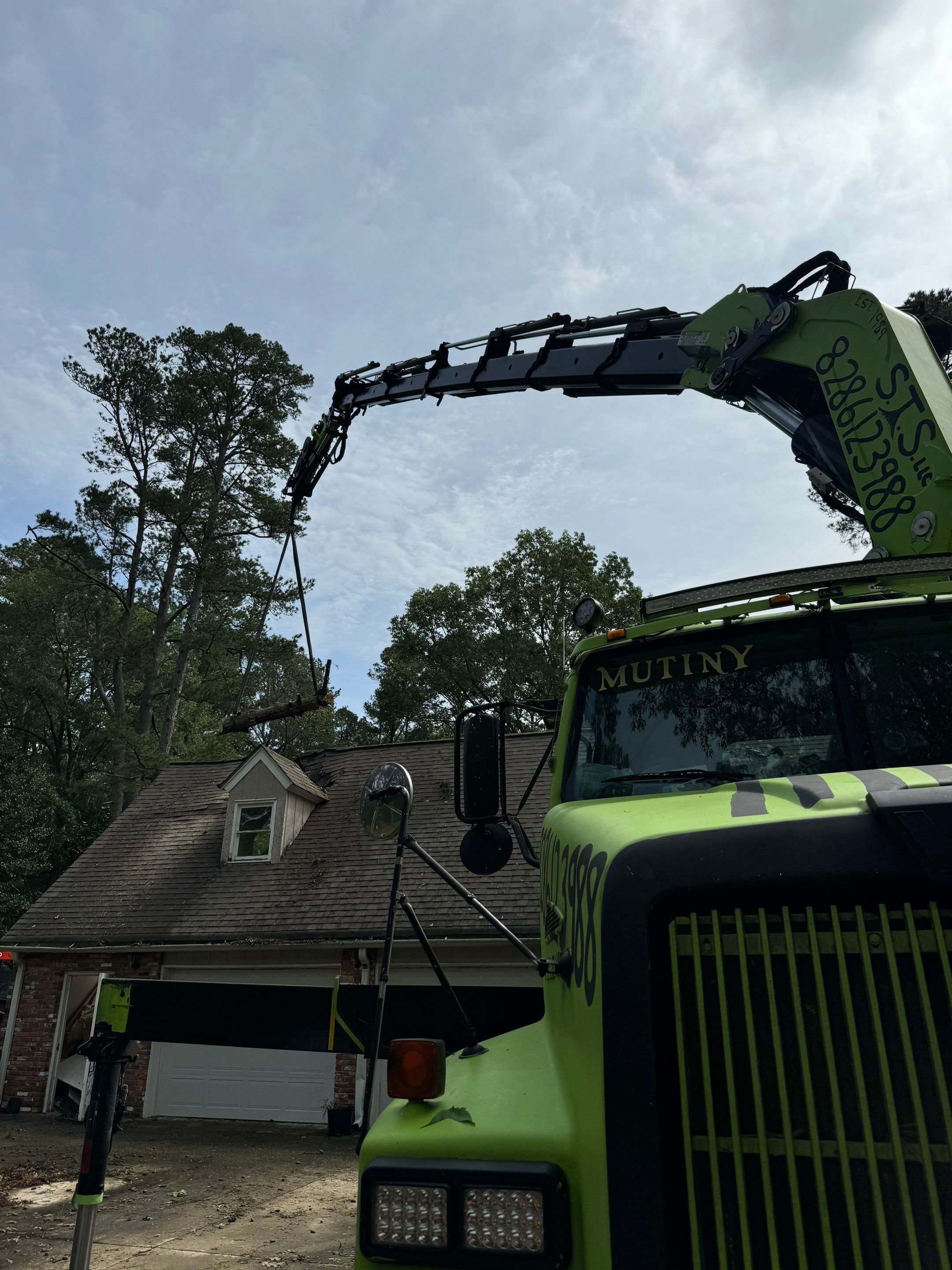 Disaster Relief - Uprooted Pine by American Arbor