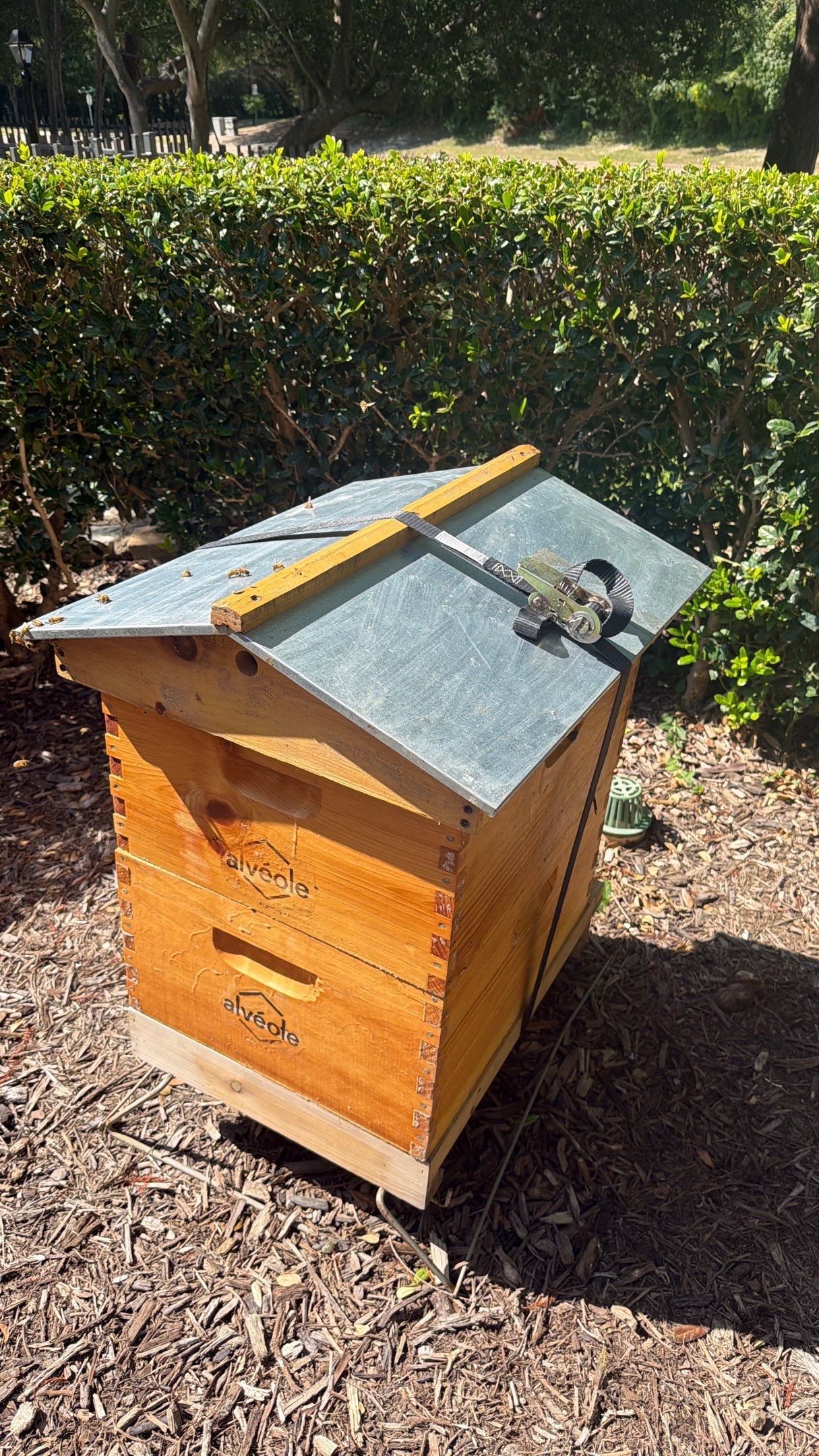 Apartment Retreat for Honey Bees in Garland by Rockwall Honey Bee Company