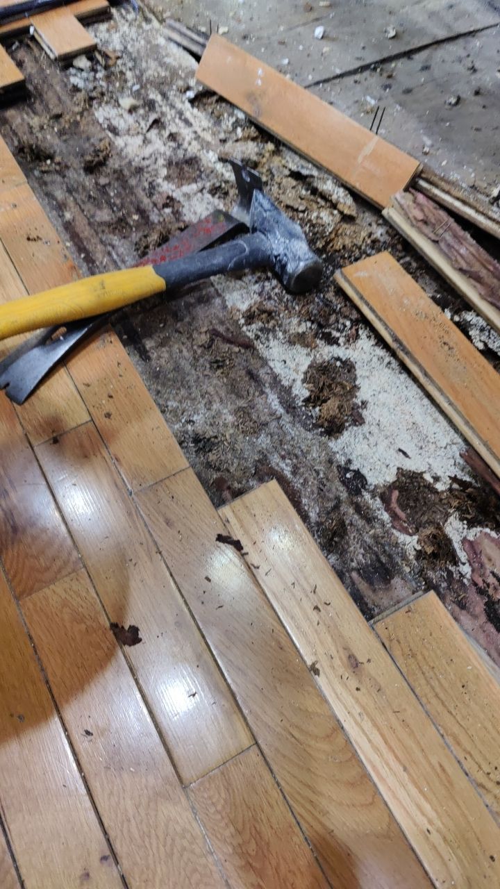 Mold Damage by Accountable Home Services