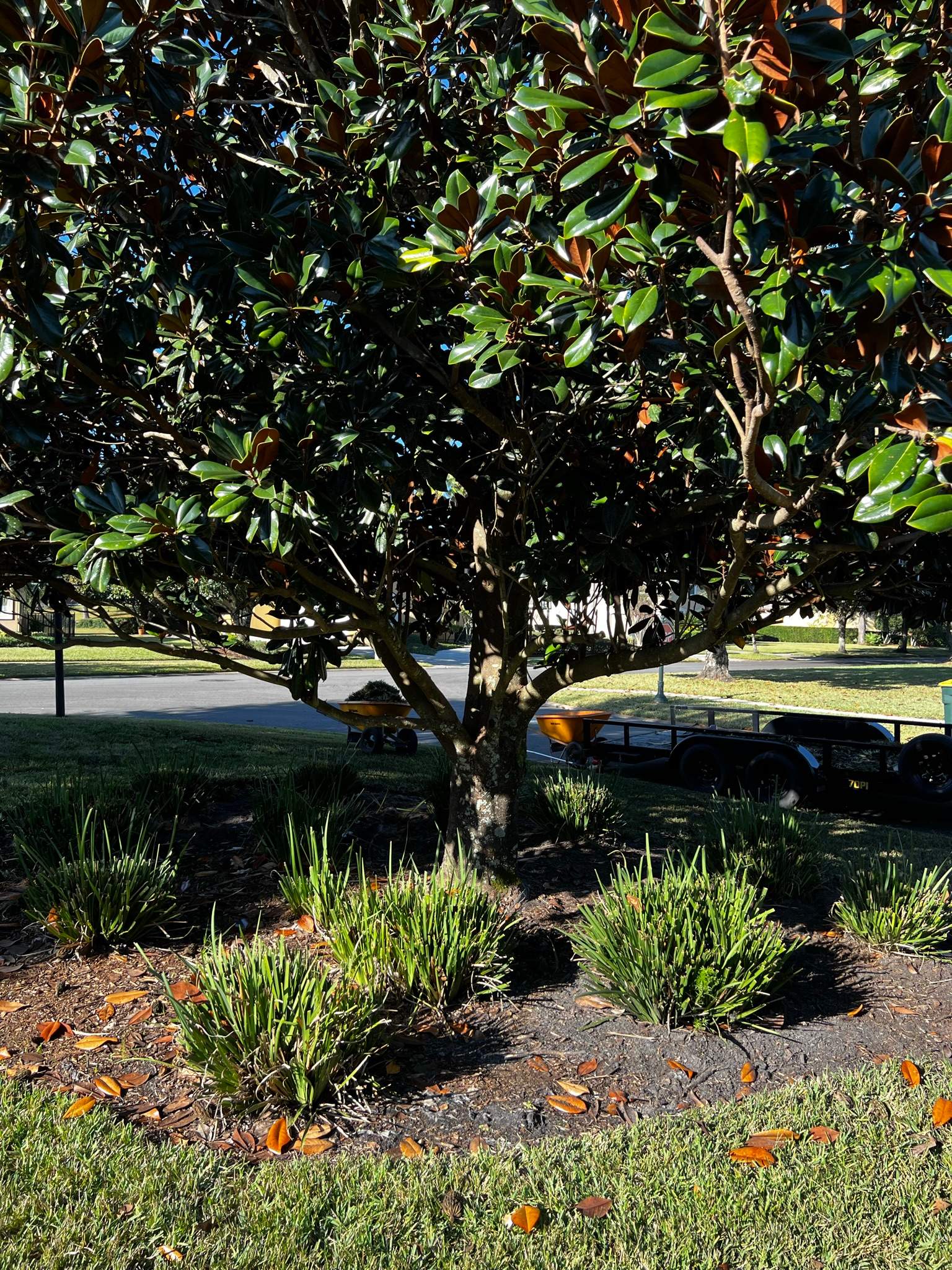 Sod Installation | Deercreek Country Club by ProGreen Services