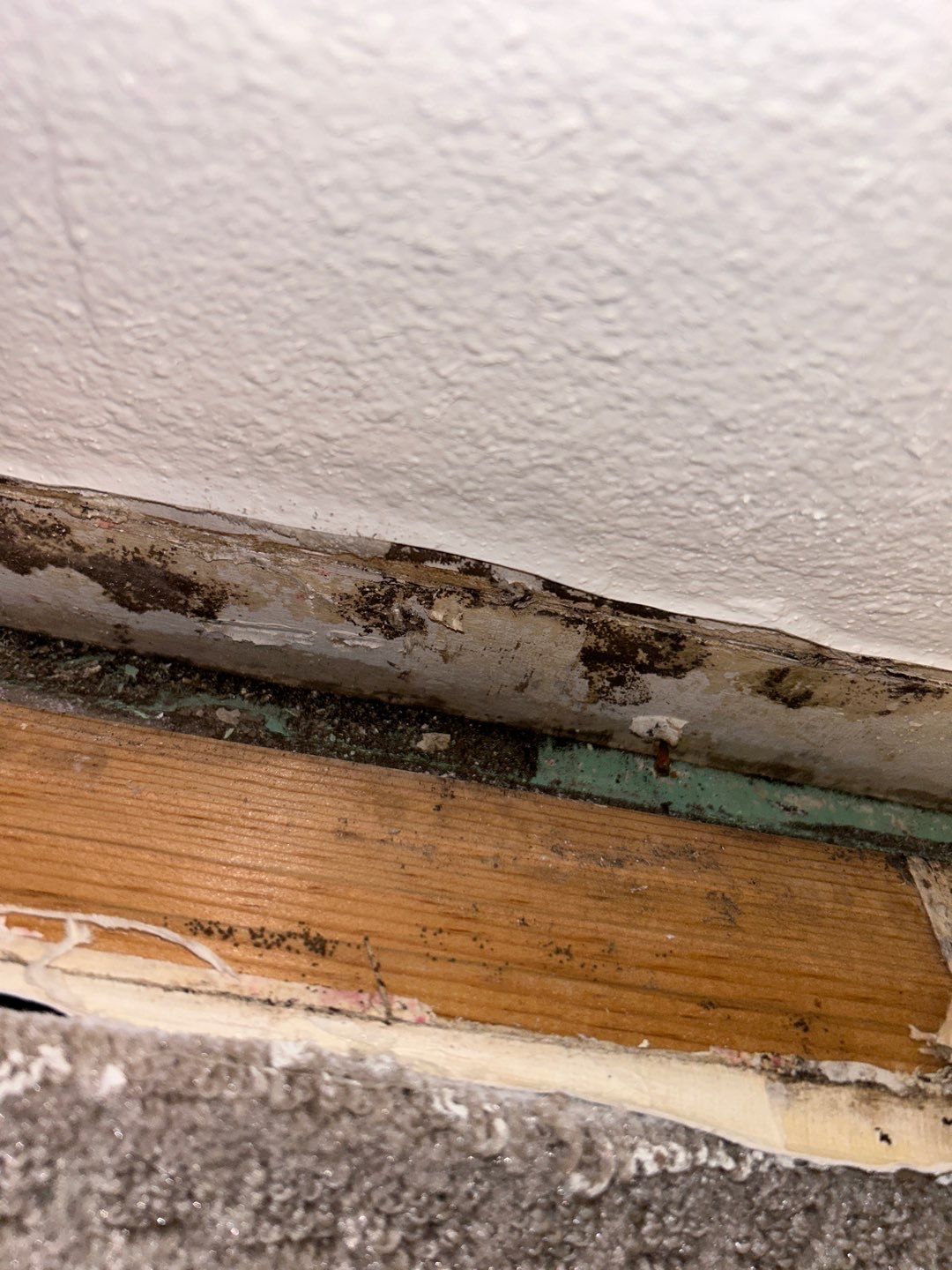 Mold Remediation by Accountable Home Services