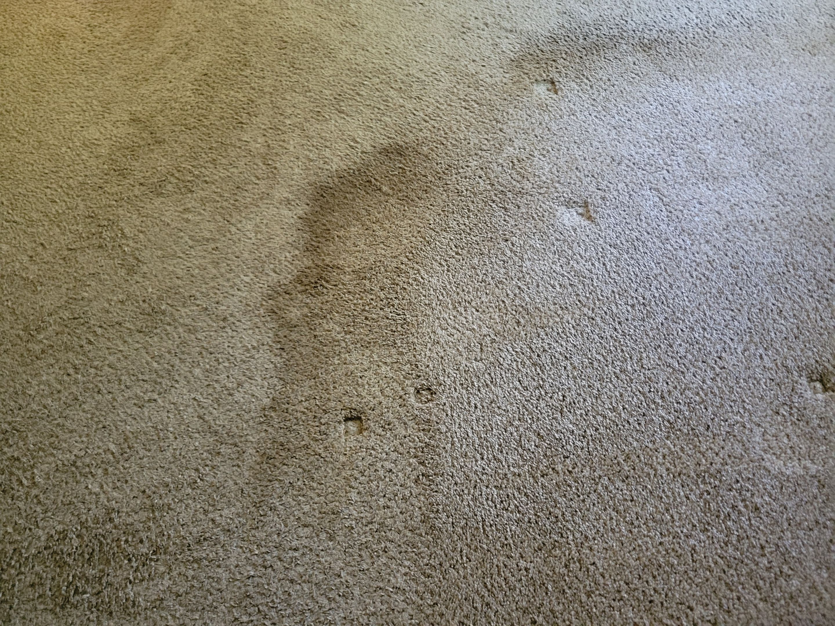 Pet Stain Treatment and Carpet Cleaning by Ardent Carpet Restore LLC